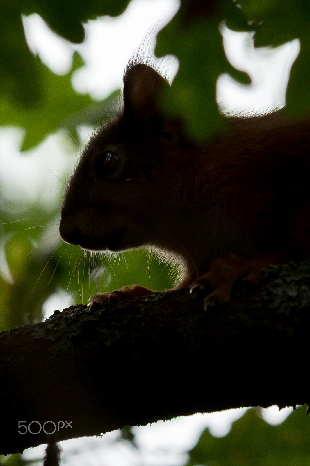Sigma 70-200mm F2.8 EX DG OS HSM sample photo. Finnish squirrel photography