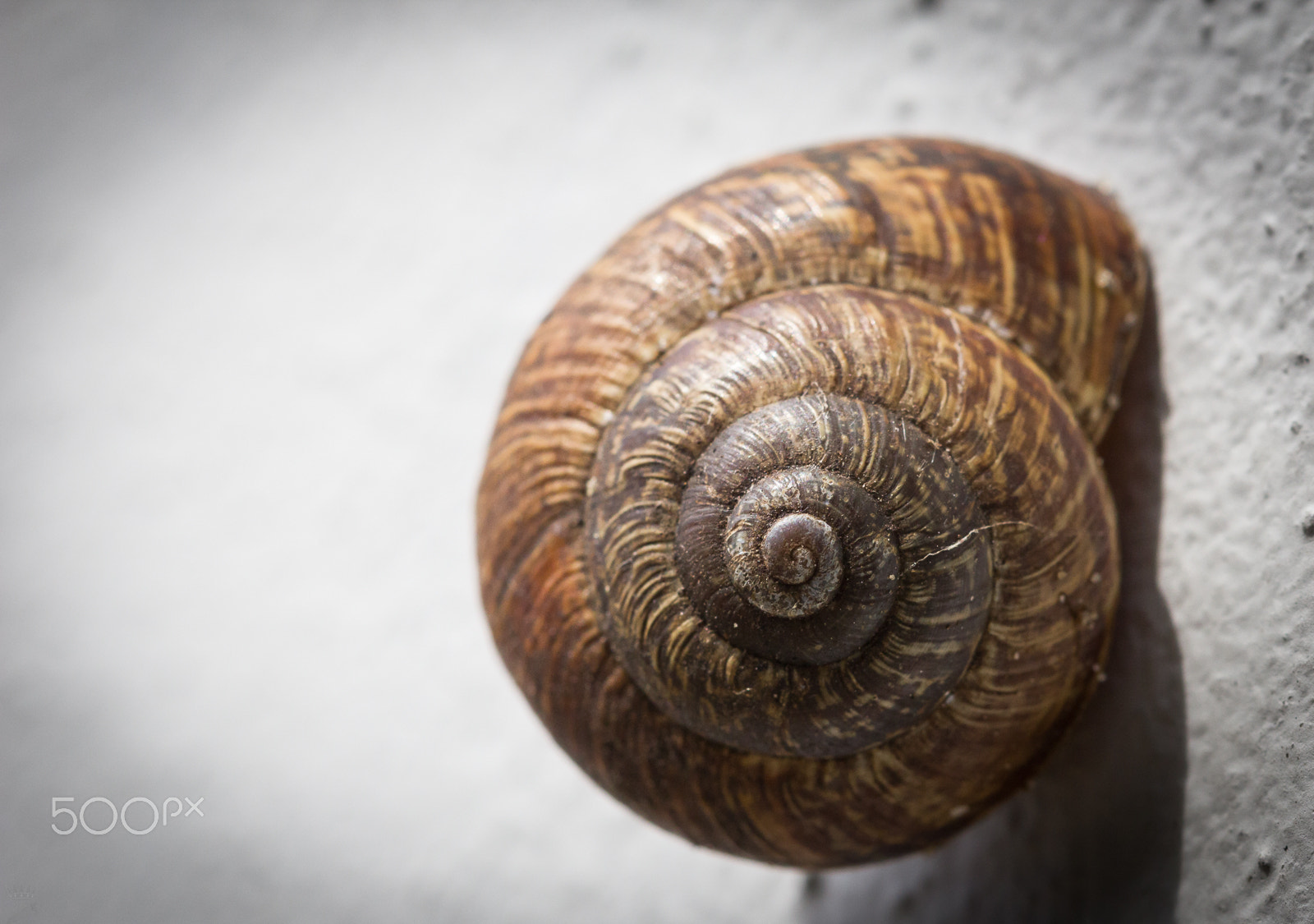 Sigma 105mm F2.8 EX DG OS HSM sample photo. The snail photography