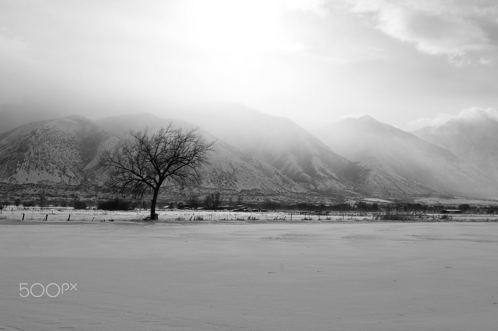 Canon EOS 60D + Canon EF 17-40mm F4L USM sample photo. Tree photography