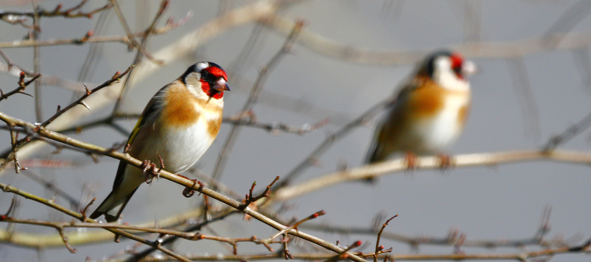Canon EF 100-400mm F4.5-5.6L IS USM sample photo. One in focus, the other out of focus photography