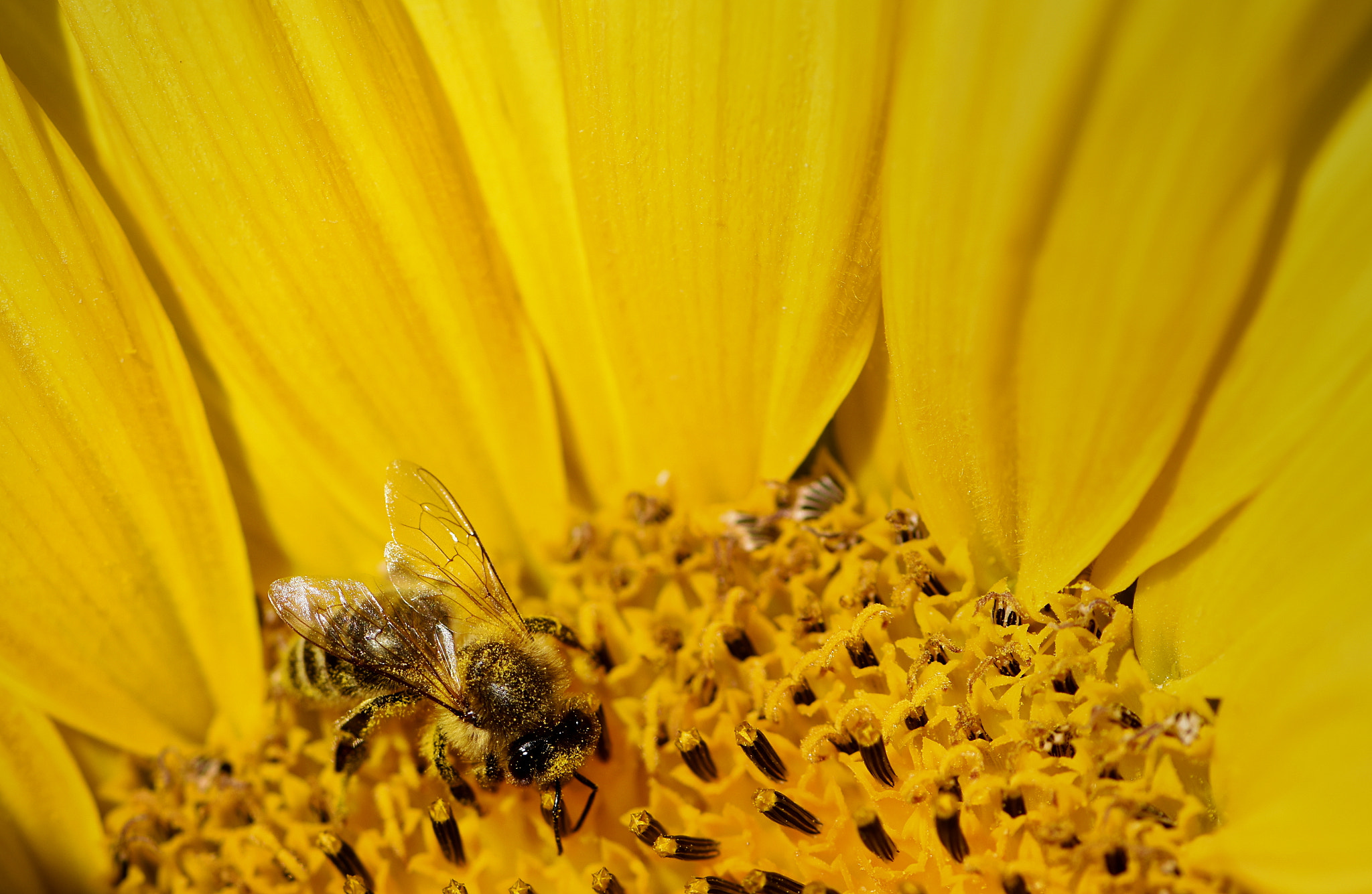 Nikon AF-S Micro-Nikkor 105mm F2.8G IF-ED VR sample photo. Bee photography
