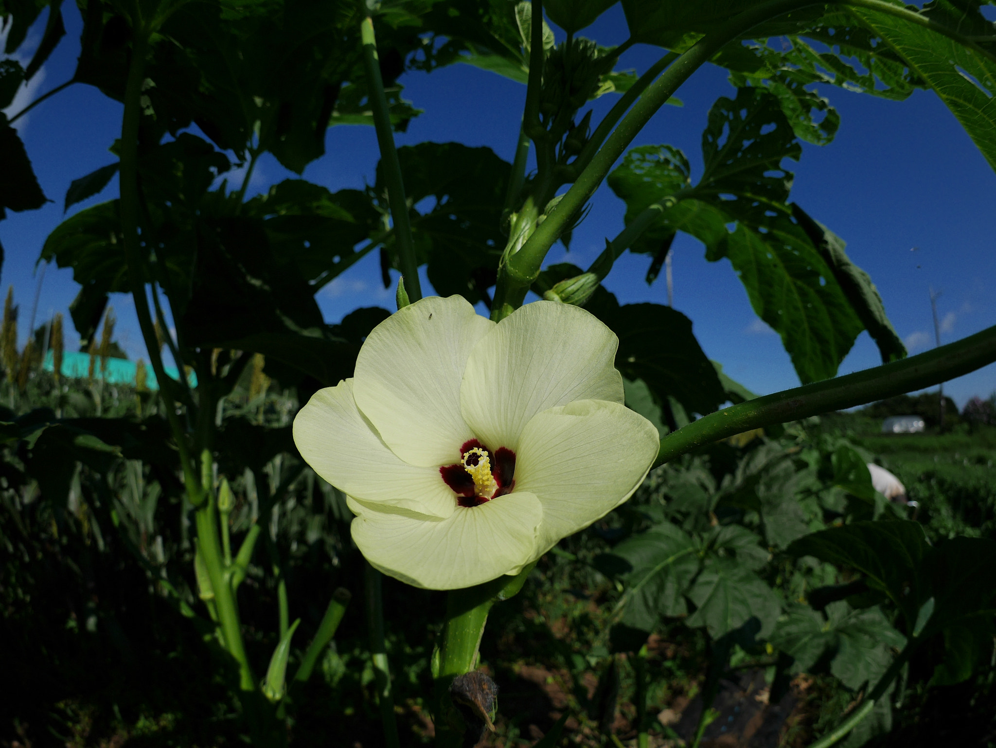 Panasonic DMC-GM1S + LUMIX G FISHEYE 8/F3.5 sample photo. Okra photography