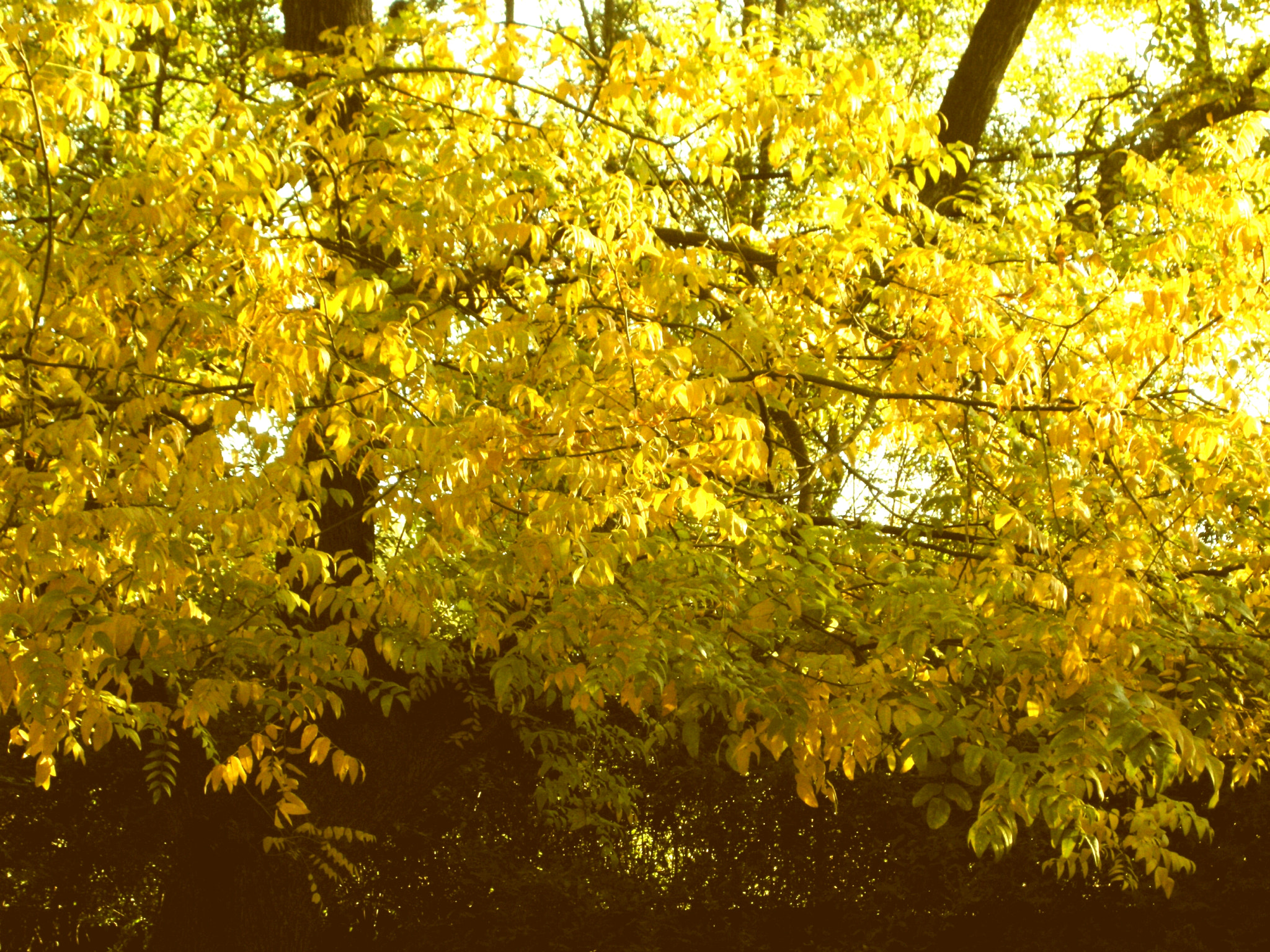 Nikon COOLPIX P5100 sample photo. Golden leaves  photography