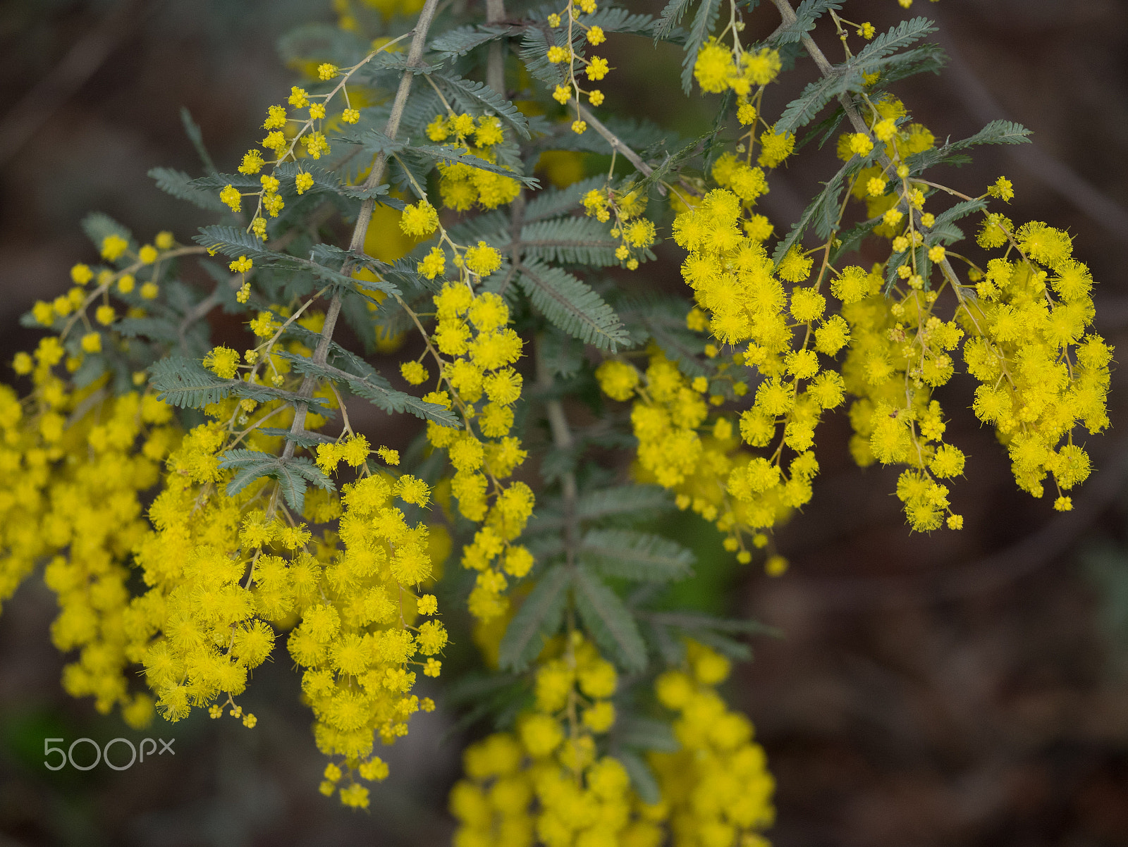 Panasonic DMC-GM1S + Olympus M.Zuiko Digital ED 60mm F2.8 Macro sample photo. Golden wattle photography