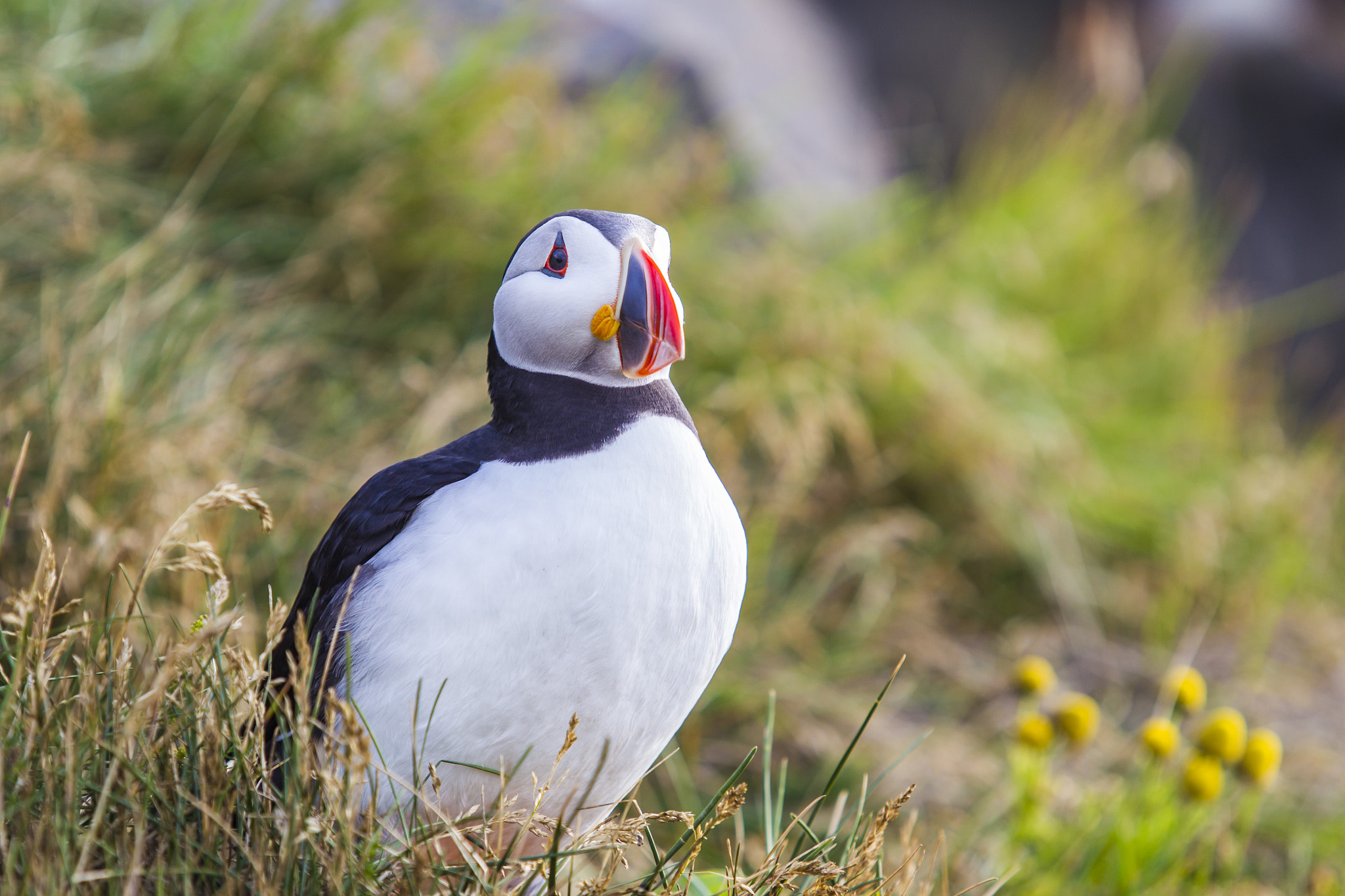 Canon EOS-1D Mark IV sample photo. Puffin photography