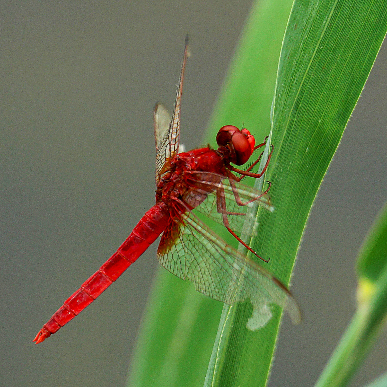 Sony 70-400mm F4-5.6 G SSM II sample photo. 红蜻蜓 photography