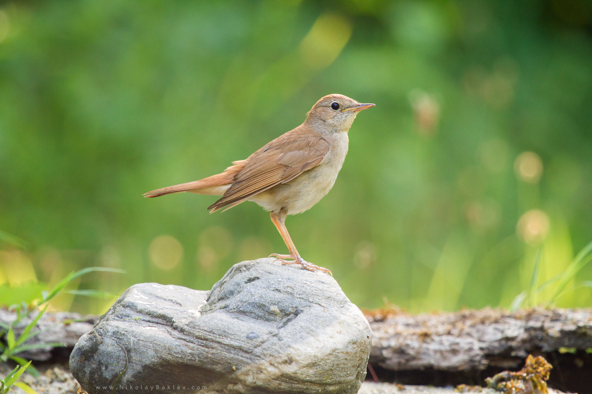 Canon EF 100-400mm F4.5-5.6L IS USM sample photo. Nightingale photography