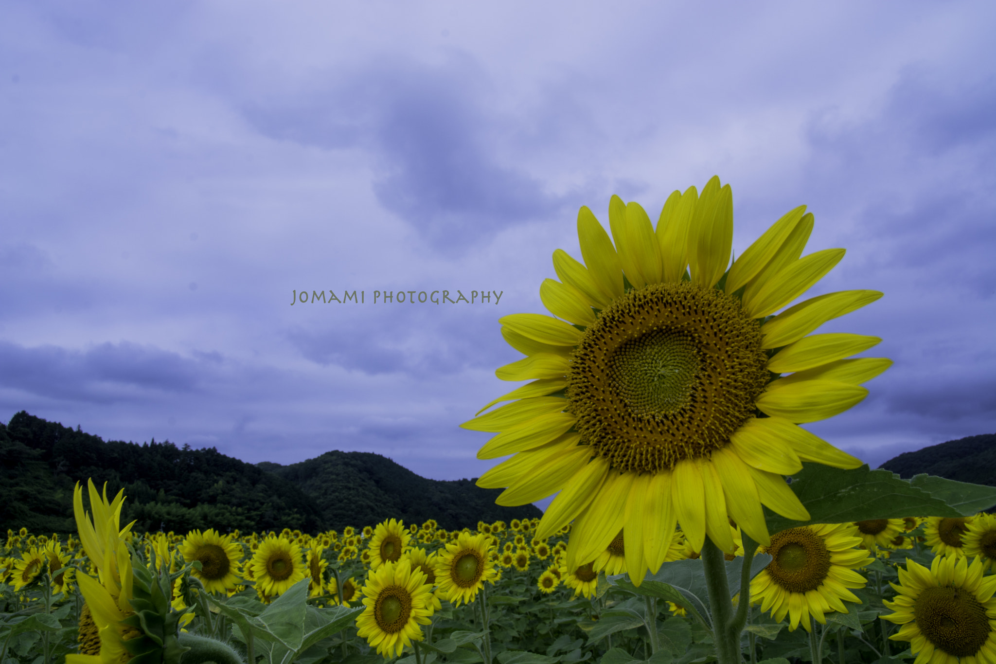 Sigma 17-70mm F2.8-4.5 DC Macro Asp. IF sample photo. Summer day photography