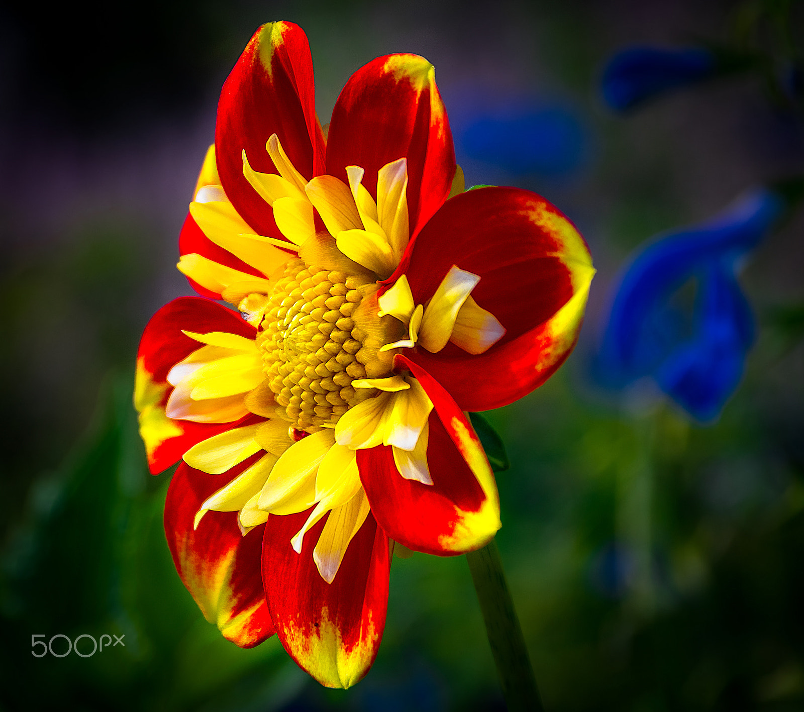 Sigma 28-300mm F3.5-6.3 DG Macro sample photo. Red and yellow photography