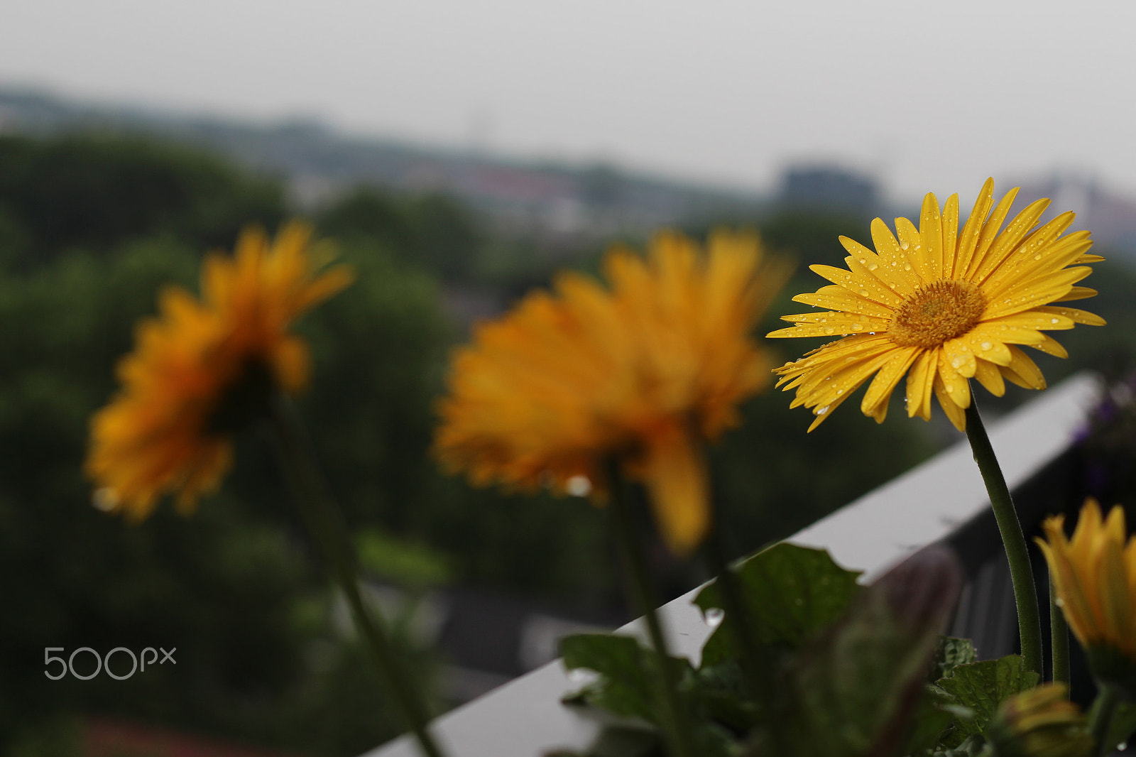 Canon EOS 700D (EOS Rebel T5i / EOS Kiss X7i) + Canon EF 50mm F1.8 II sample photo. Gerbera flower wallpaper wide photography