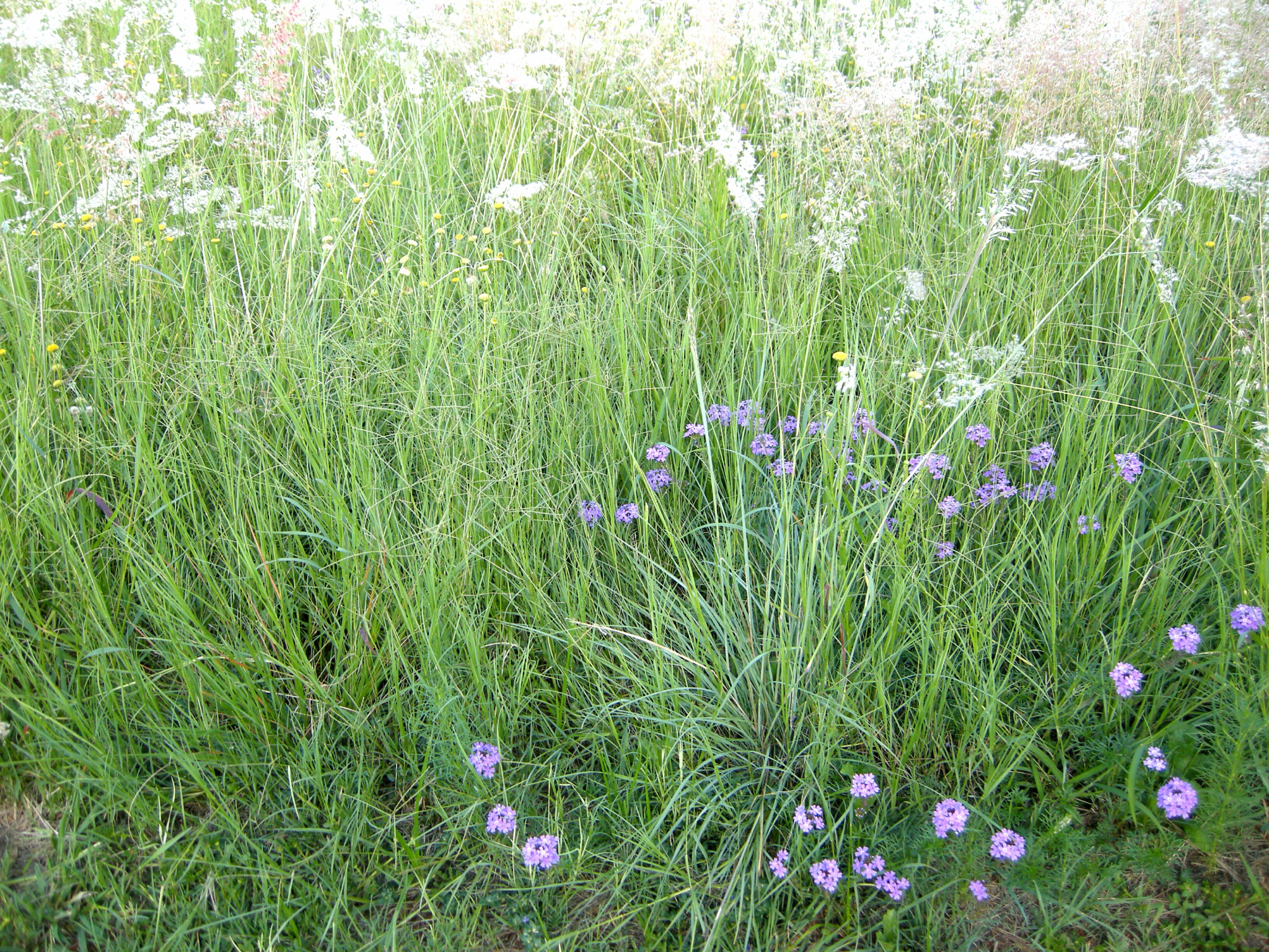 Nikon COOLPIX P5100 sample photo. Meadow flowers  photography