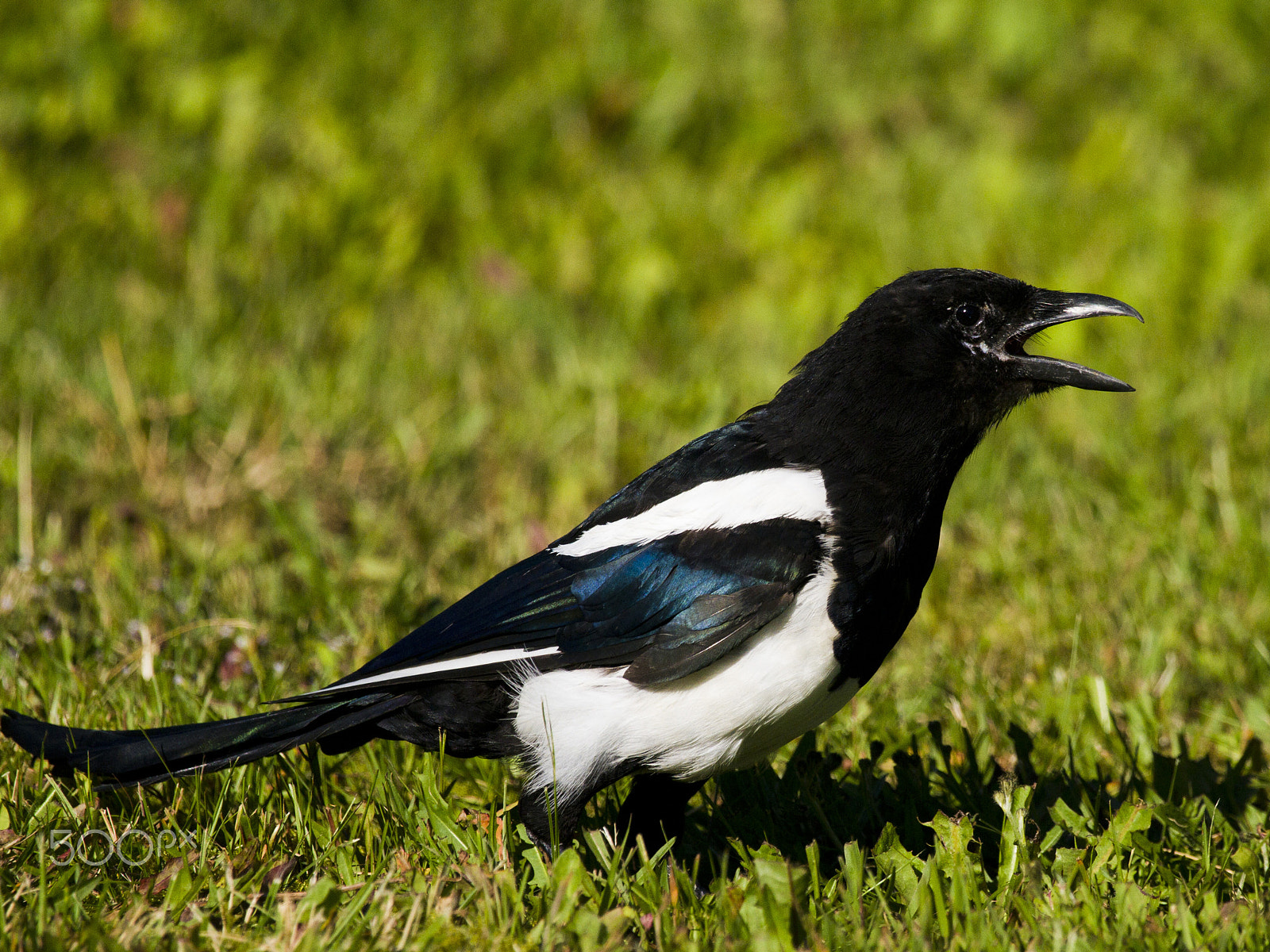 Canon EF 100-400mm F4.5-5.6L IS USM sample photo. Eurasian magpie screaming photography