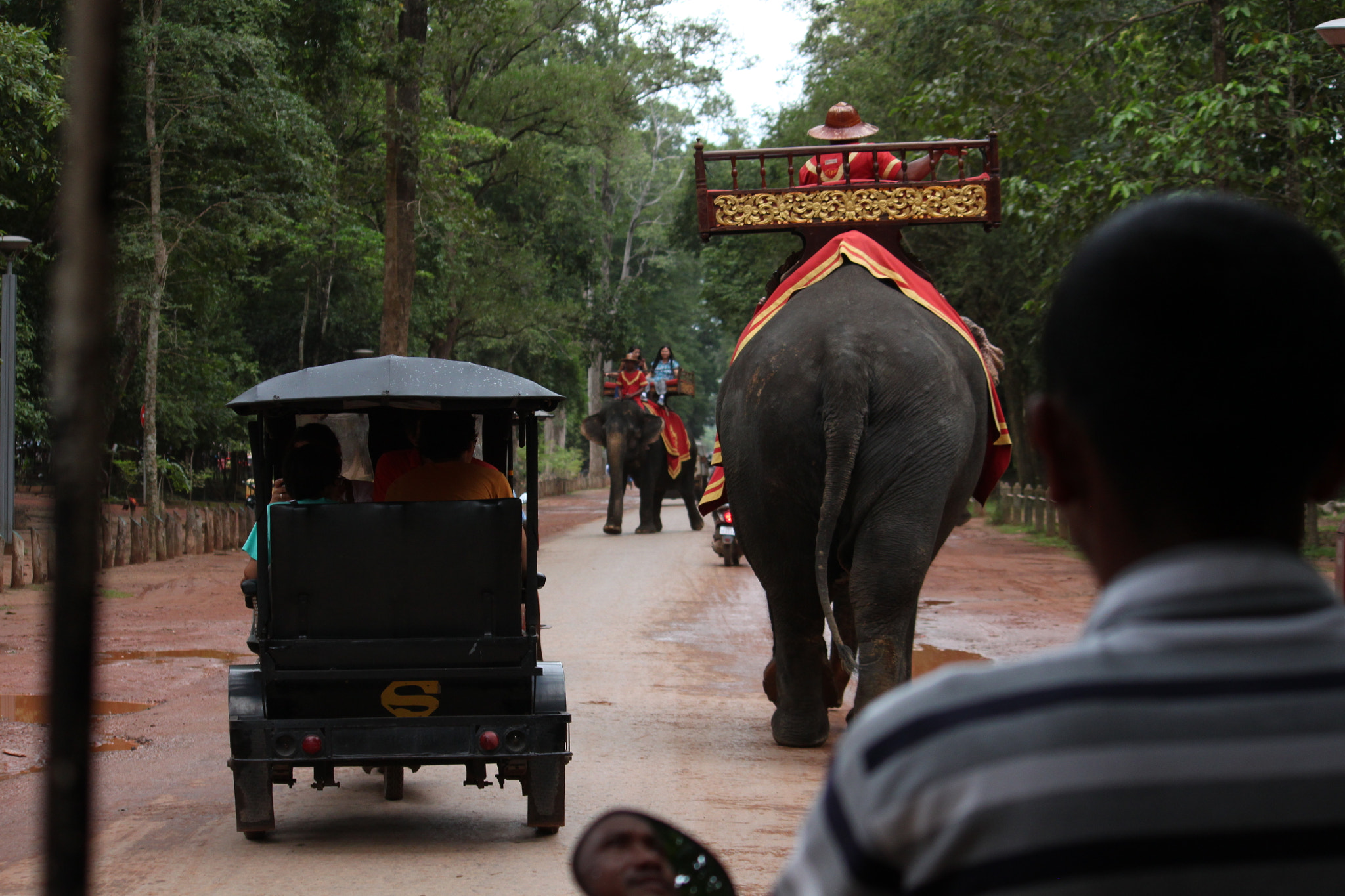 Canon EOS 500D (EOS Rebel T1i / EOS Kiss X3) sample photo. Elephant photography