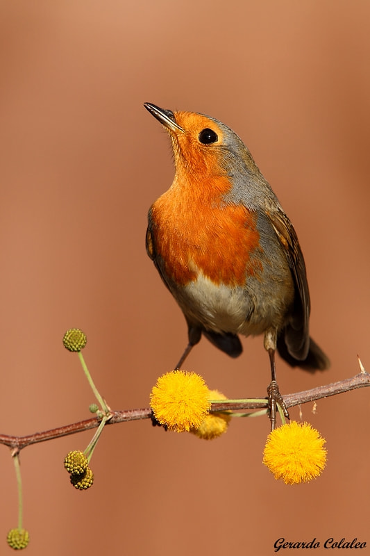 Canon EF 300mm F2.8L IS USM sample photo. Erithacus rubecula - israel photography