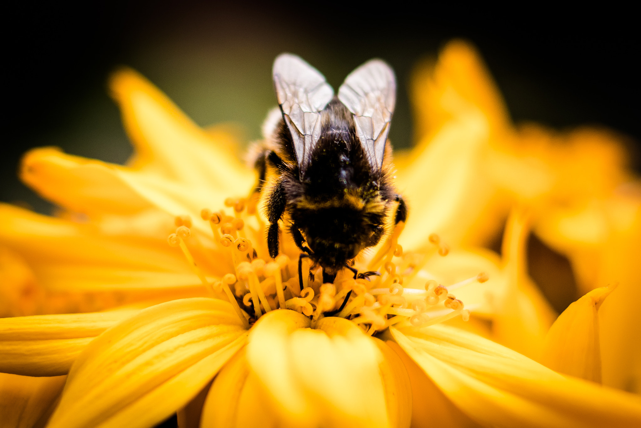 Canon EOS 80D + Canon EF 35mm F2 IS USM sample photo. Bee and flower classic photography