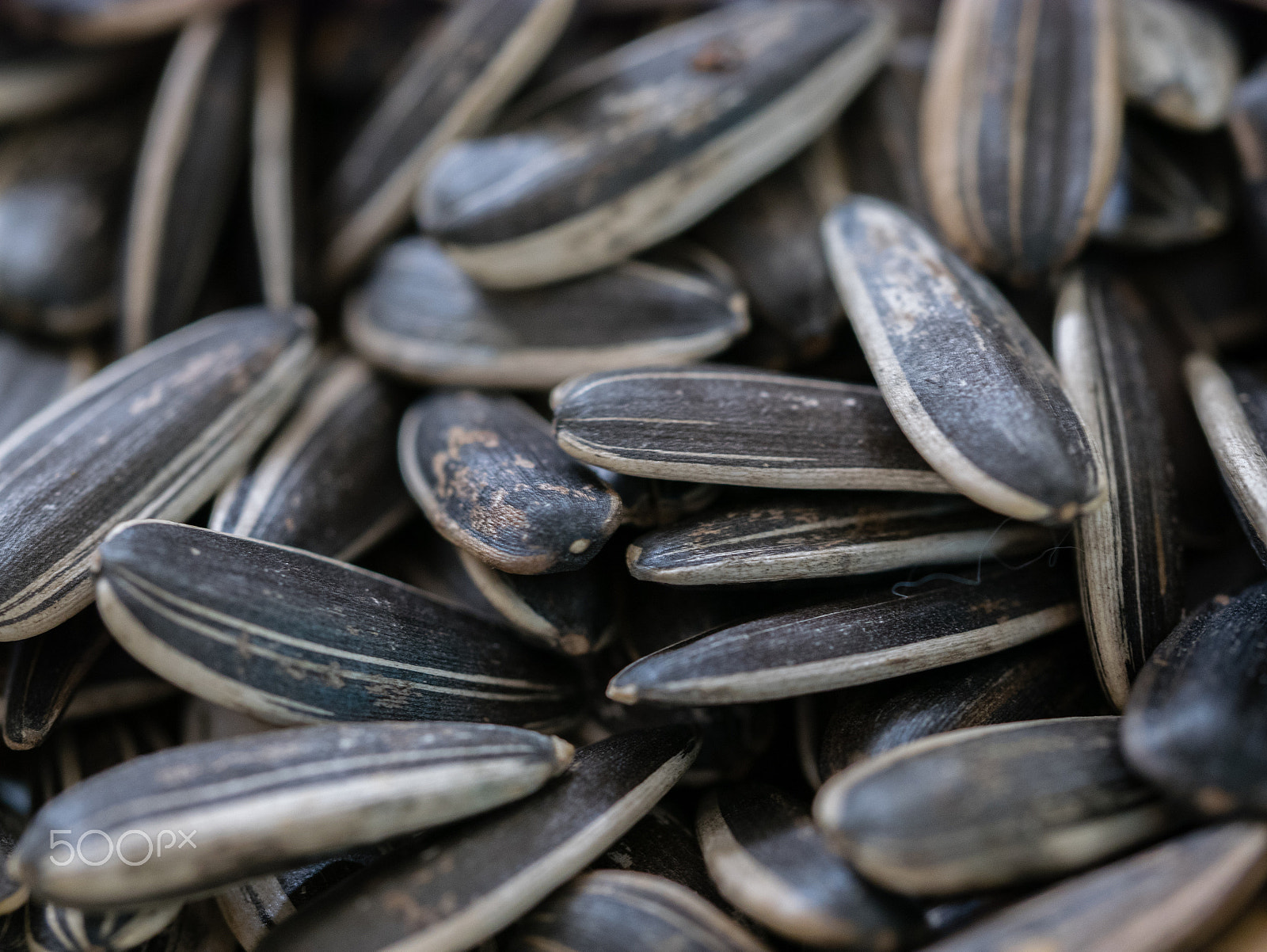 Panasonic DMC-GM1S + Olympus M.Zuiko Digital ED 60mm F2.8 Macro sample photo. Pumpkin seeds photography