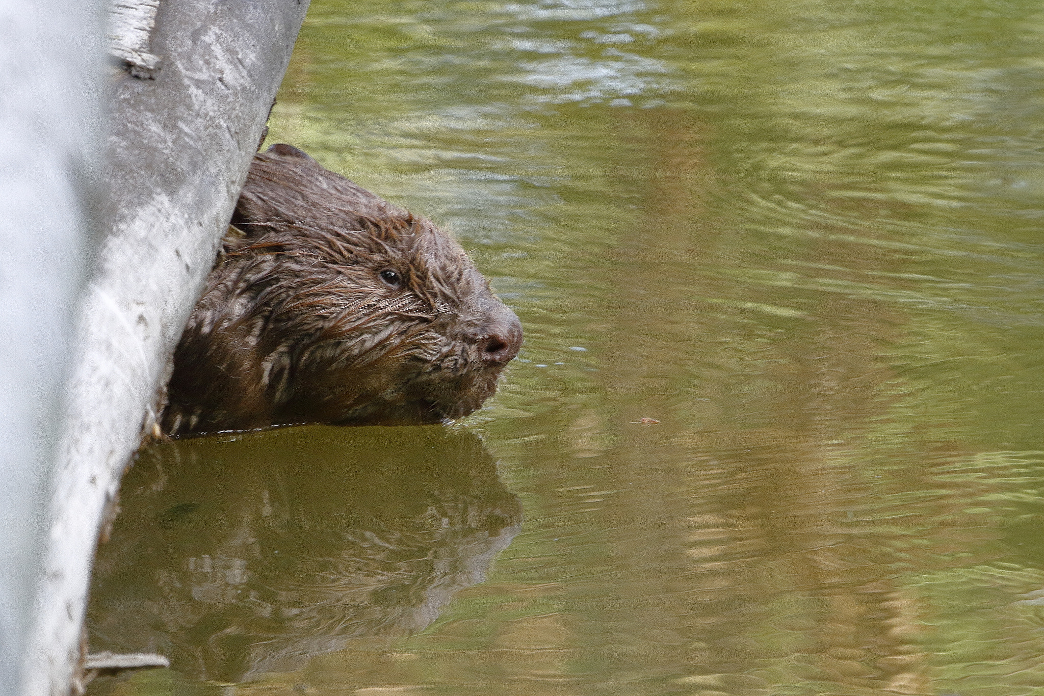 Canon EF 100-400mm F4.5-5.6L IS USM sample photo. Hello, i wake up !! photography