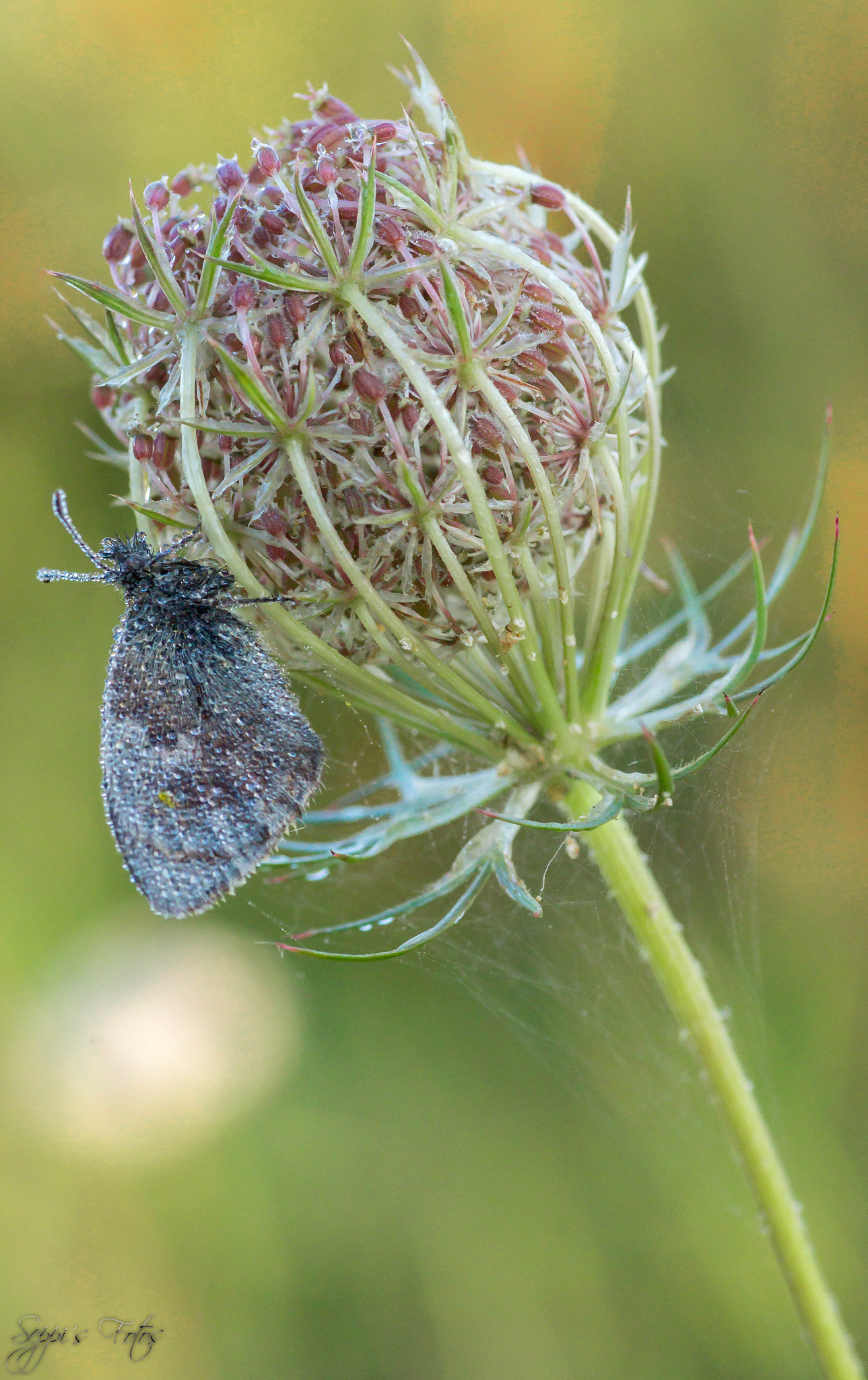Sony SLT-A77 + Minolta AF 100mm F2.8 Macro [New] sample photo. Butterfly in dew photography