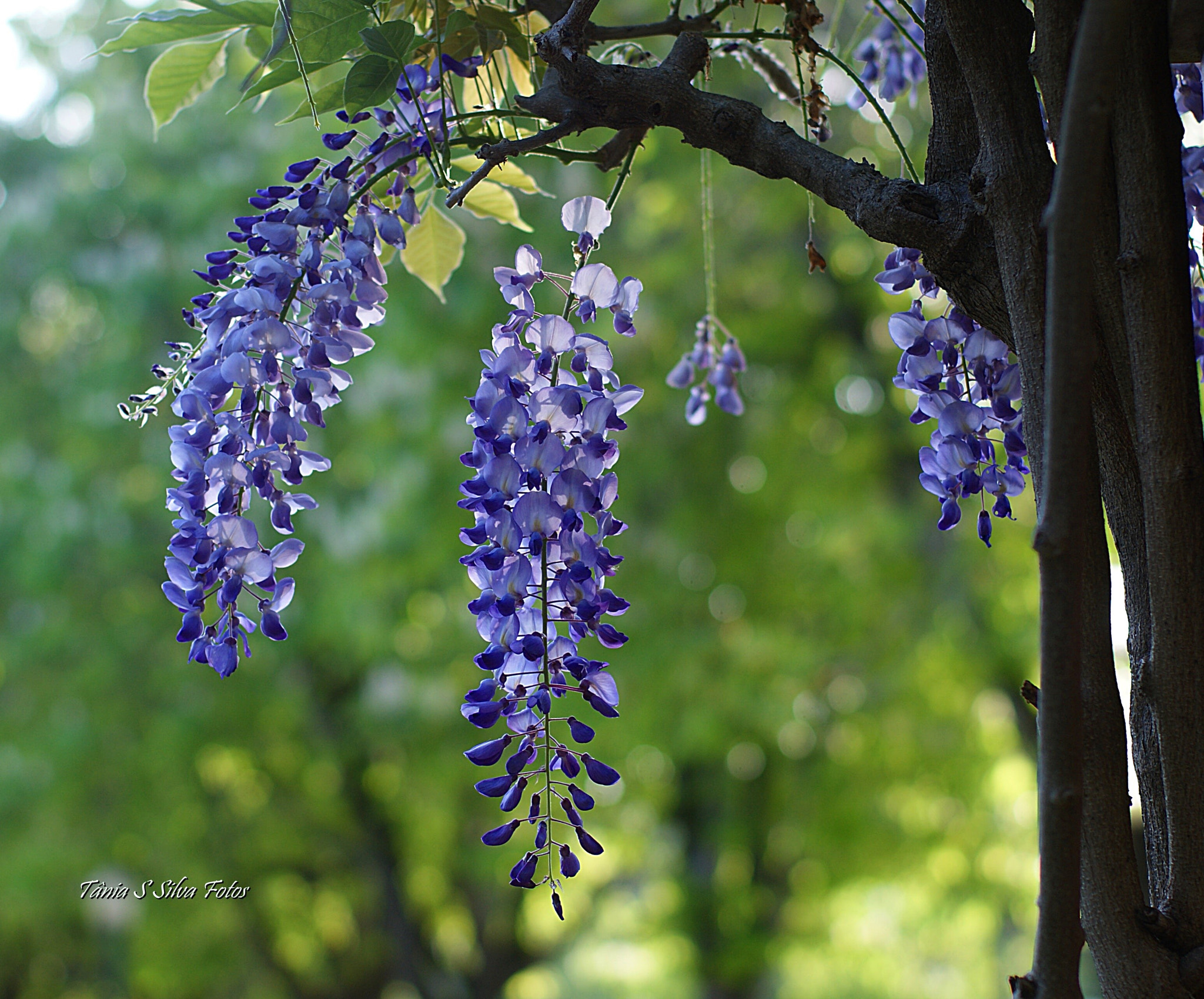 Sony Alpha DSLR-A350 + Sony 50mm F1.4 sample photo. Garden photography