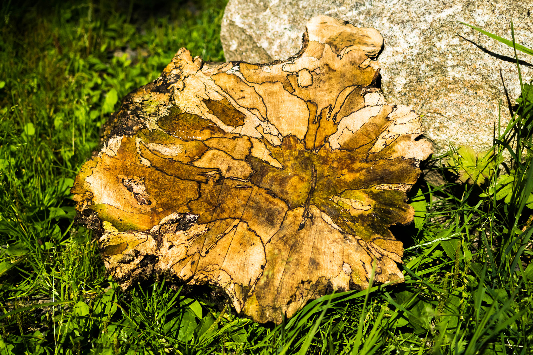Nikon 1 AW1 + Nikon 1 Nikkor 18.5mm F1.8 sample photo. Wood cut photography