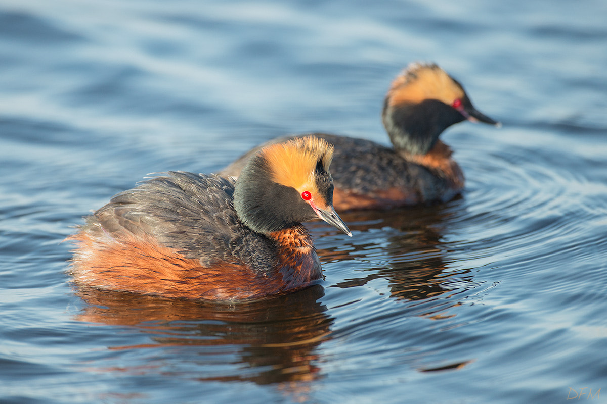 Nikon AF-S Nikkor 500mm F4D ED-IF II sample photo. Horned grebe pair photography