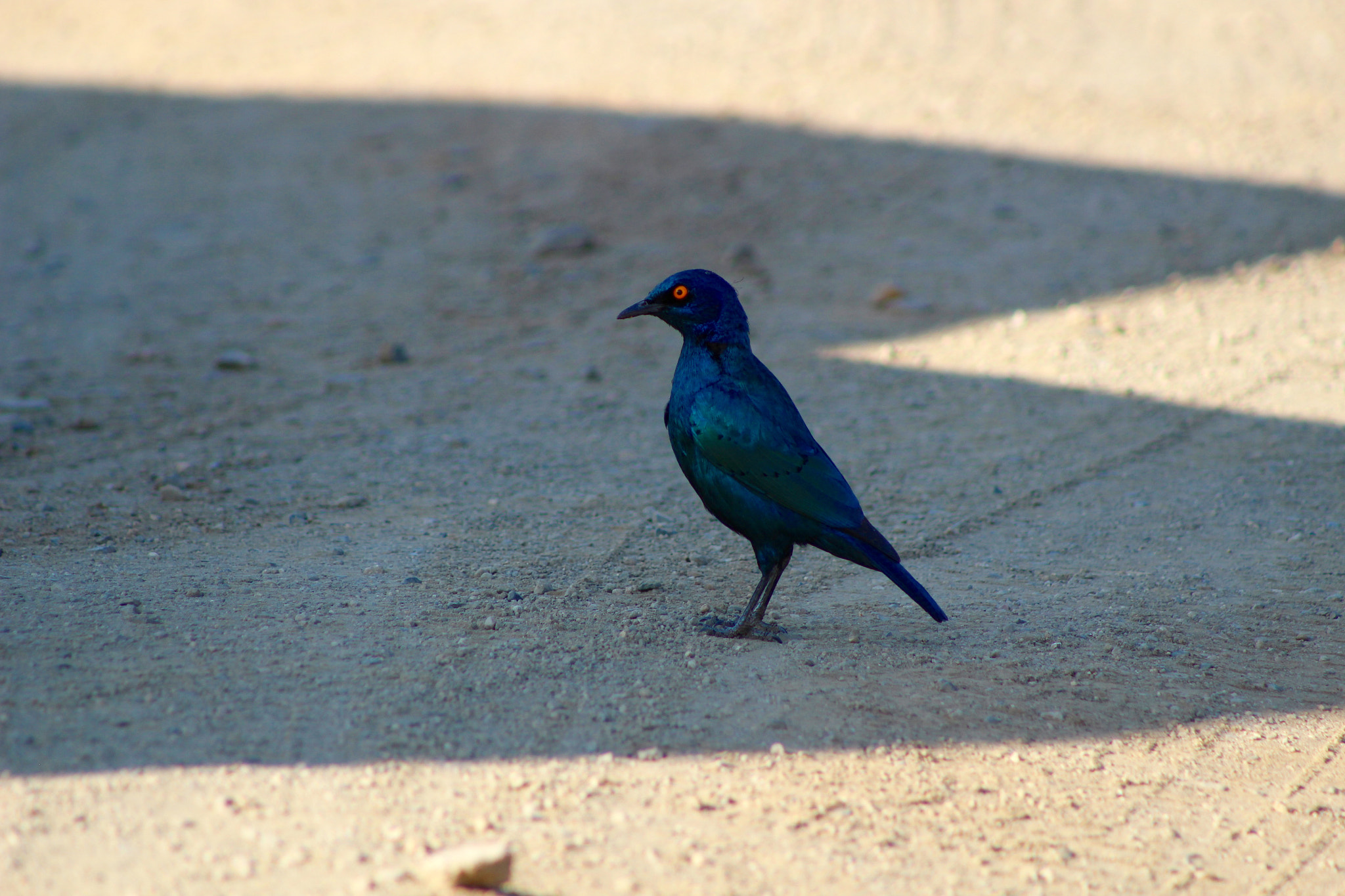 Canon EF75-300mm f/4-5.6 sample photo