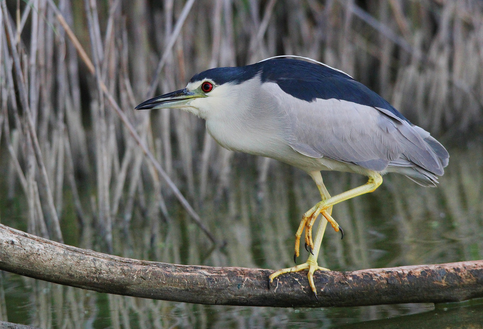 Sigma 150-500mm F5-6.3 DG OS HSM sample photo. Night heron, nitticora photography