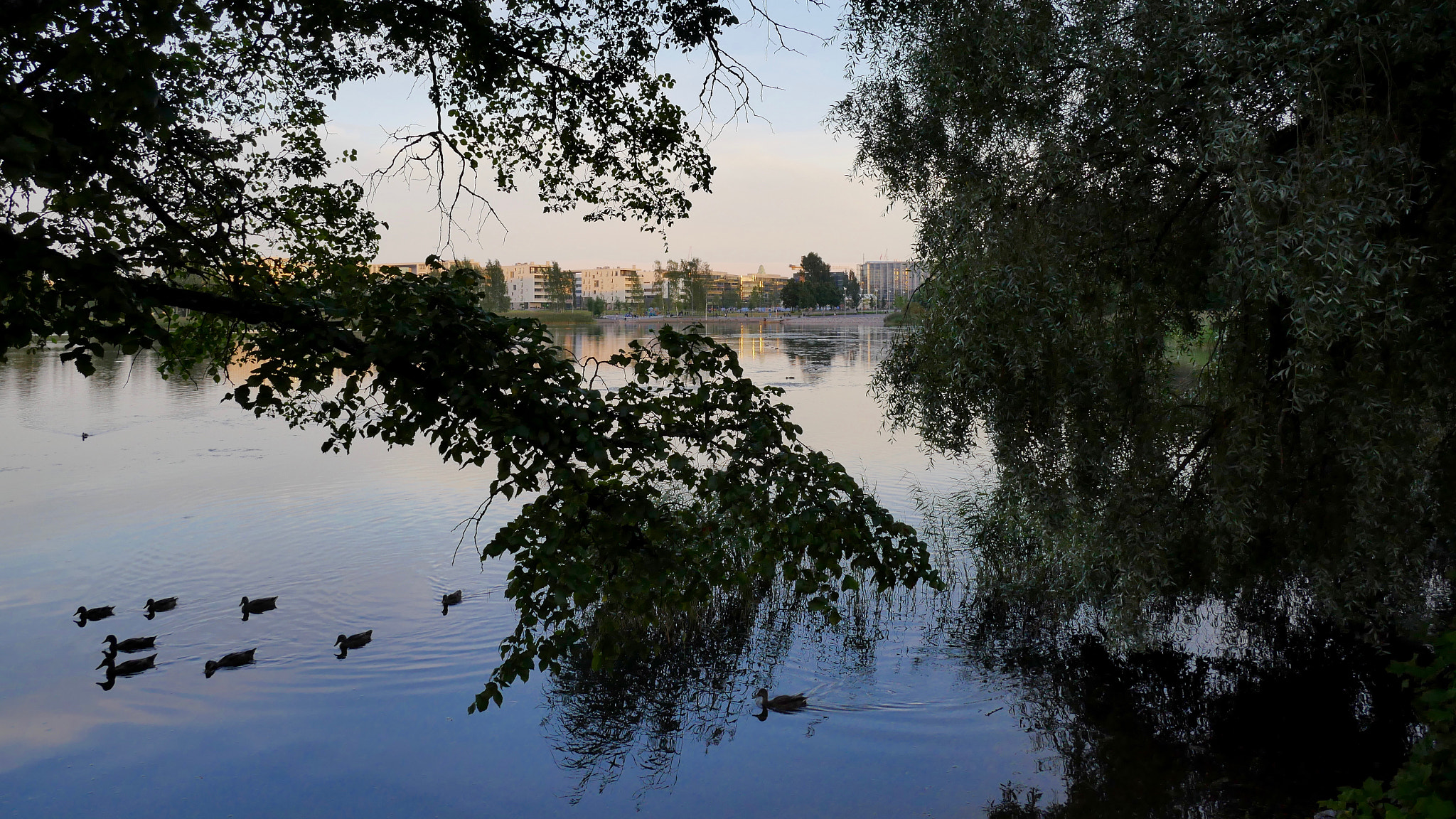 LUMIX G VARIO 12-60/F3.5-5.6 sample photo. Ducks in töölönlahti photography