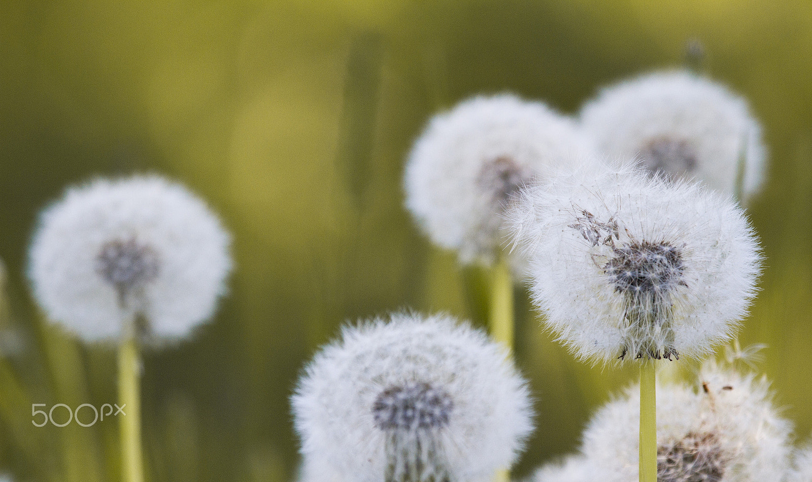 Canon EF 100-400mm F4.5-5.6L IS USM sample photo. Dandelion in harmony photography