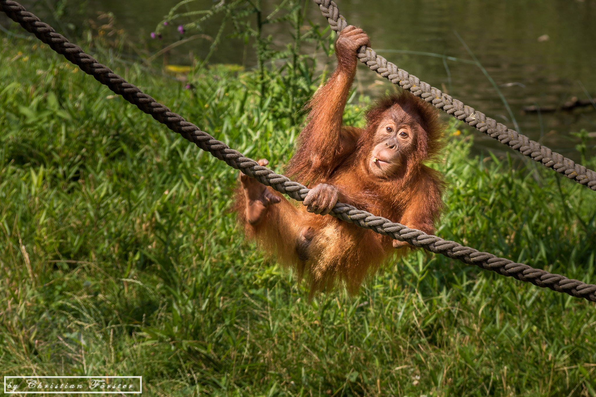 Canon EOS 750D (EOS Rebel T6i / EOS Kiss X8i) sample photo. A small little monkey photography