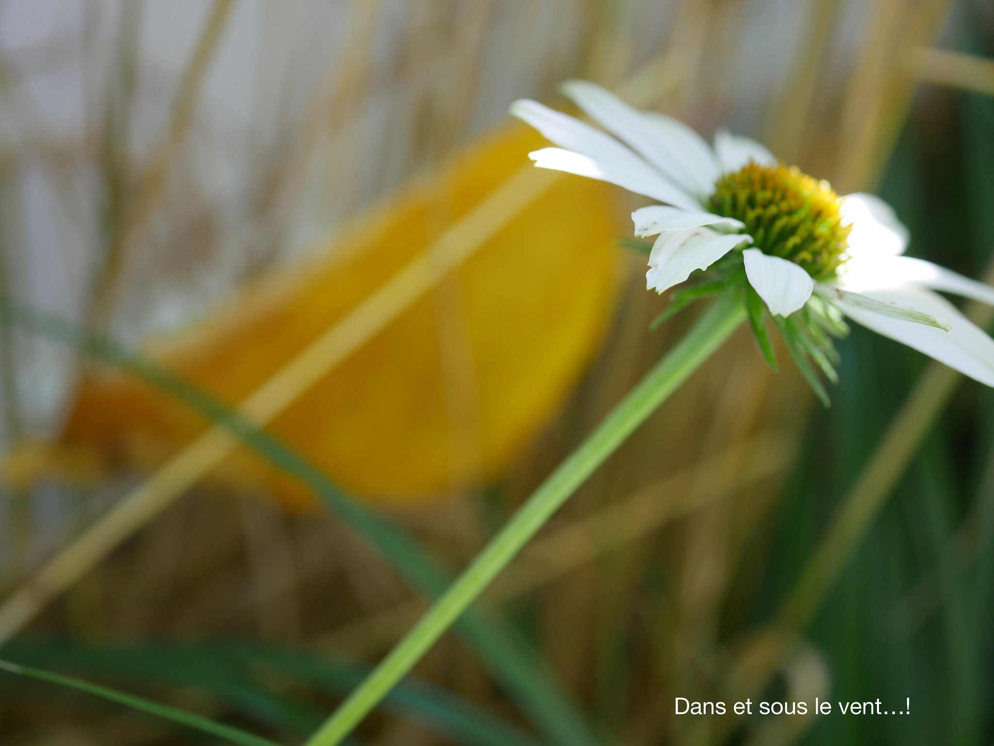 Panasonic Lumix G Macro 30mm F2.8 ASPH Mega OIS sample photo. Sous le vent! photography