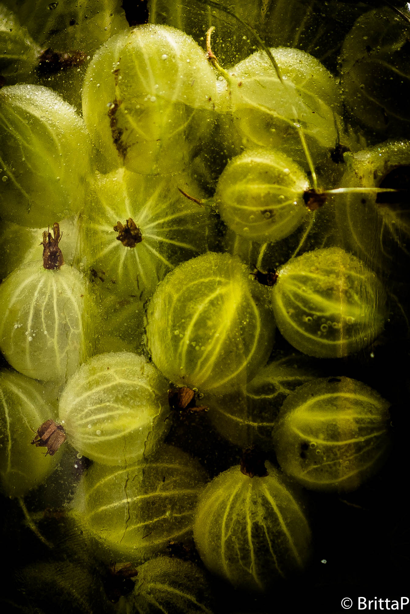 Nikon D610 + Sigma 50mm F2.8 EX DG Macro sample photo. Gooseberries photography