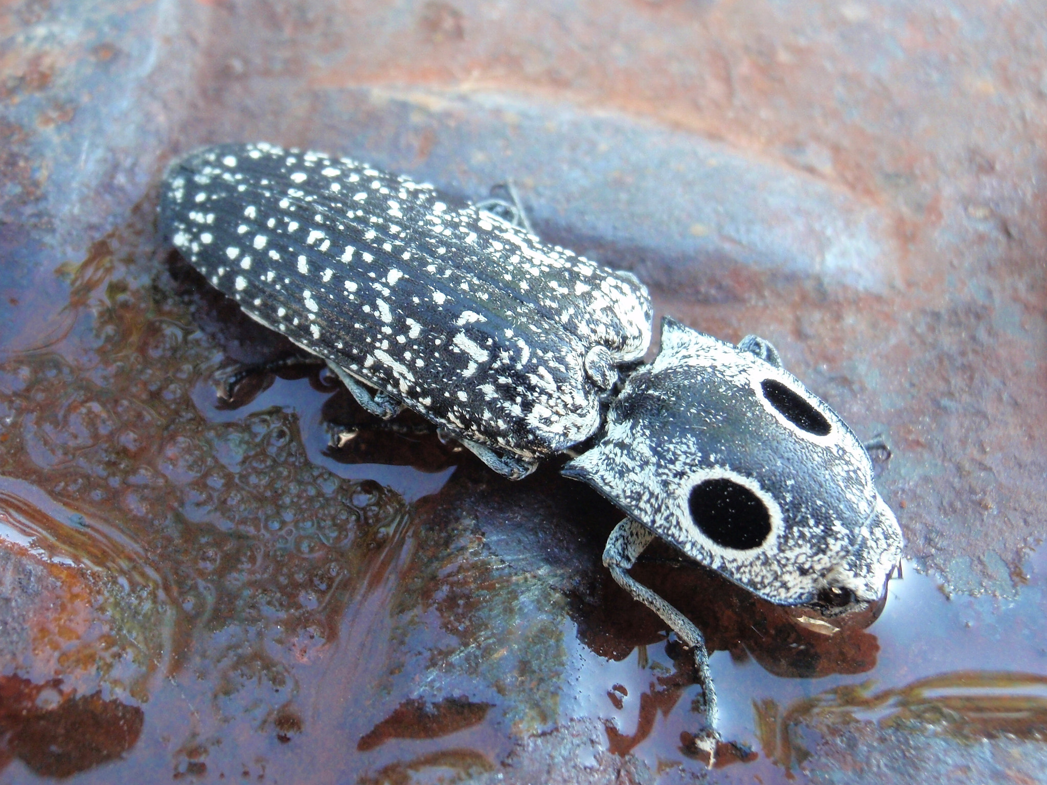 Olympus u9000,S9000 sample photo. Click beetle in the morning dew photography