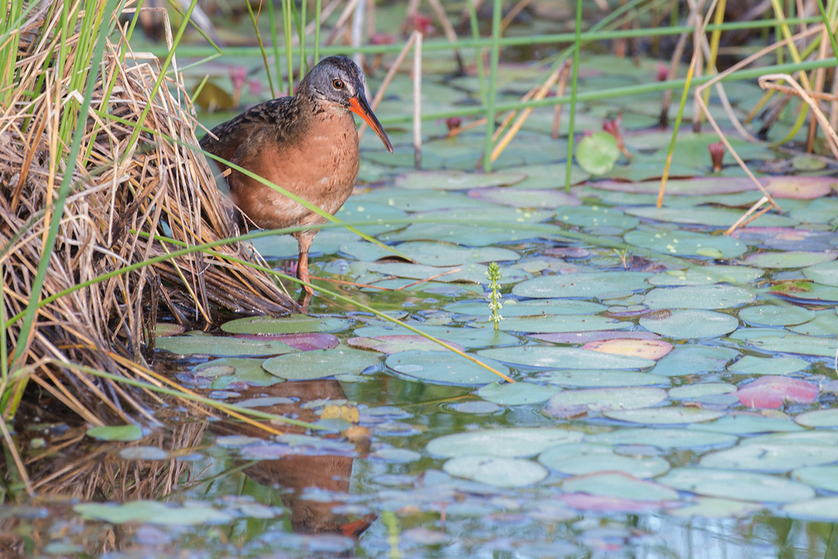 Nikon AF-S Nikkor 500mm F4D ED-IF II sample photo. Virginia rail photography