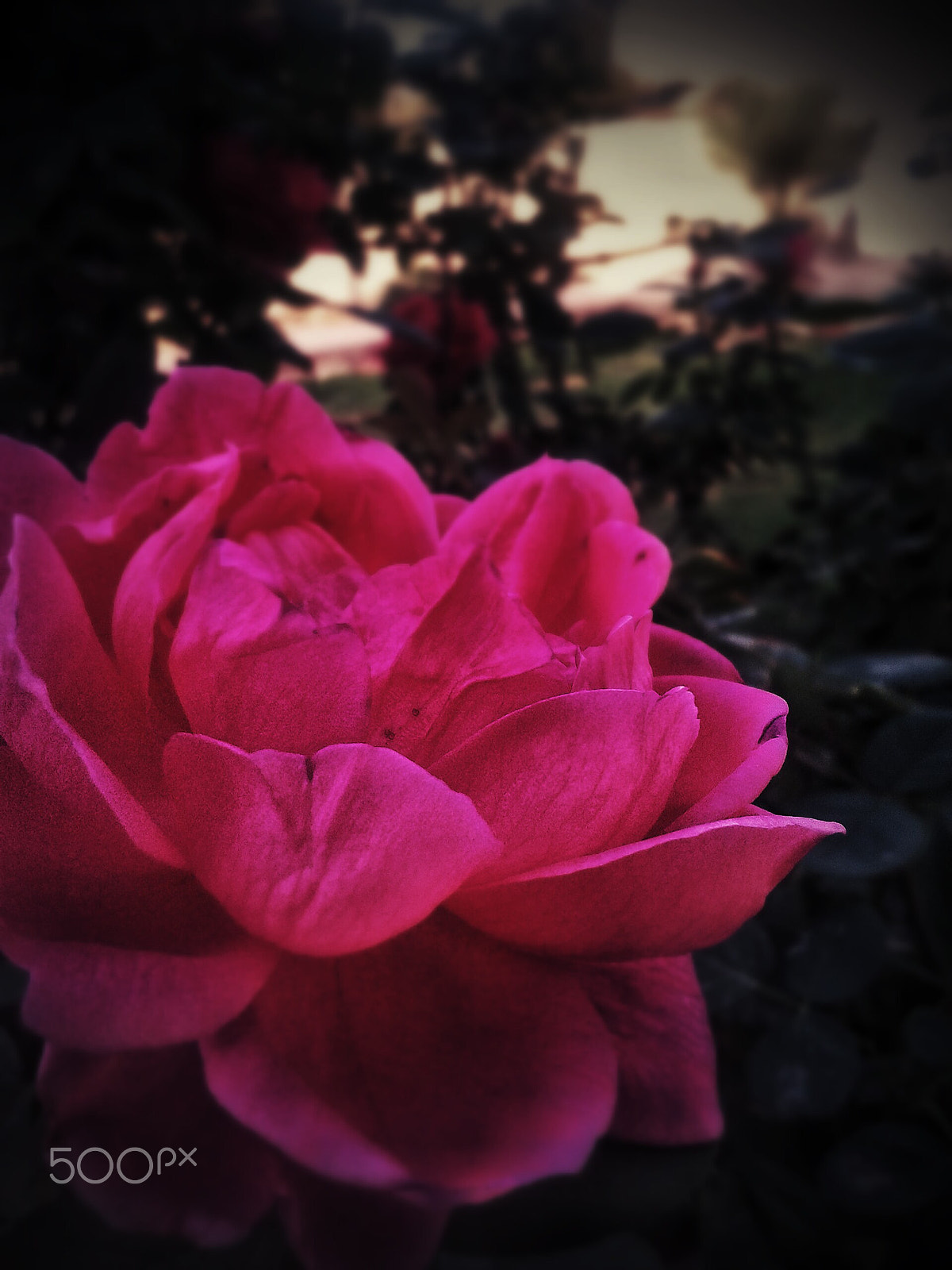 Samsung Galaxy S DUOS sample photo. ~beautiful spring rose photography
