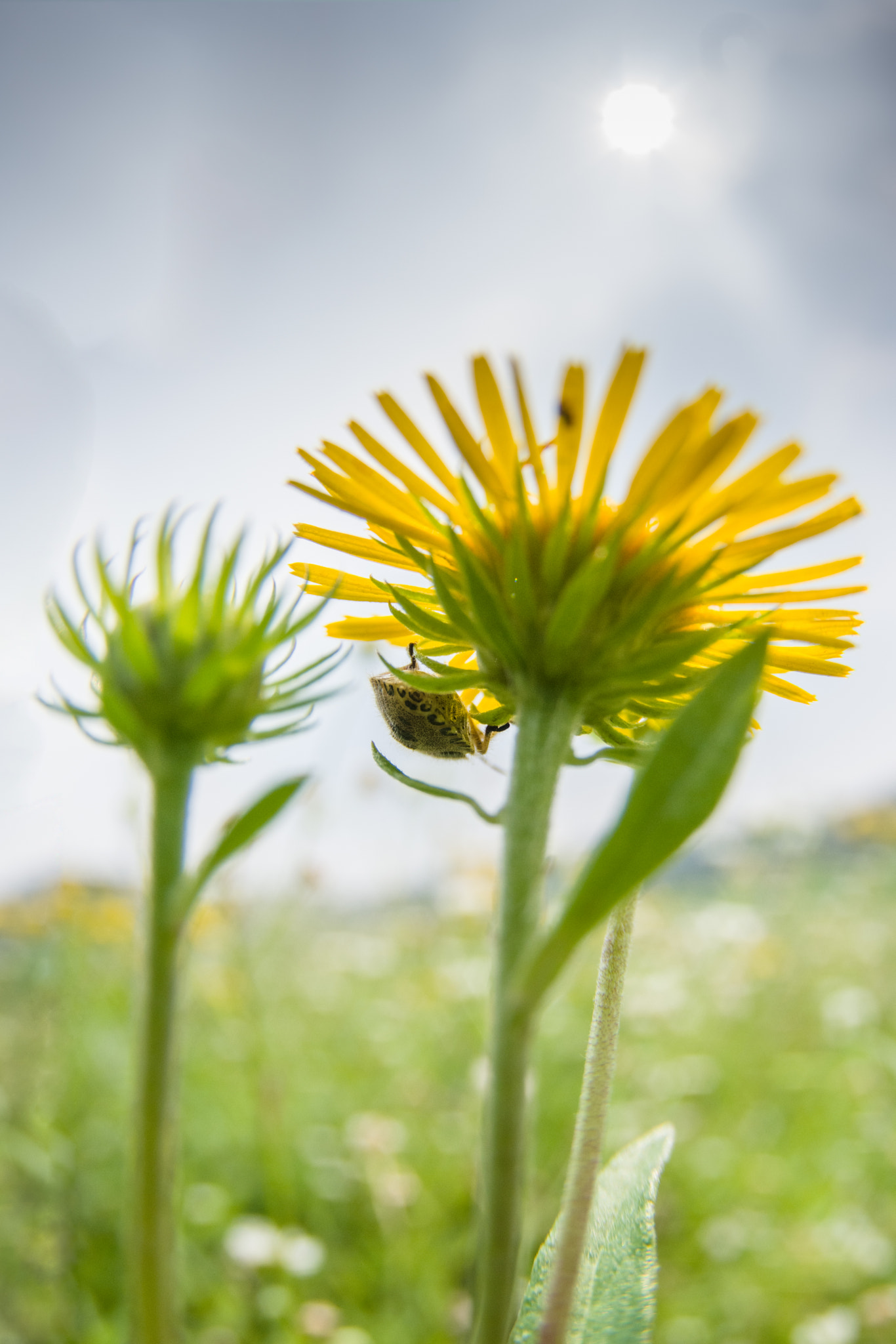 Pentax K-3 sample photo. Weeds and a bug photography