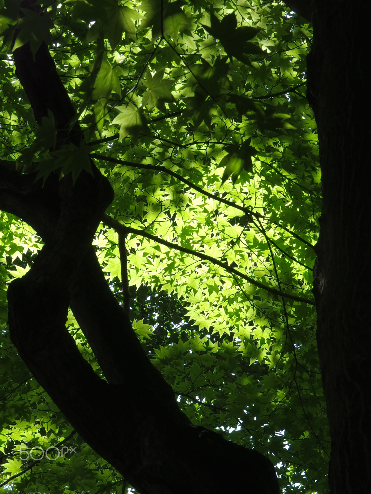 PENTAX RICOH IMAGING PENTAX MX-1 sample photo. Green shade photography