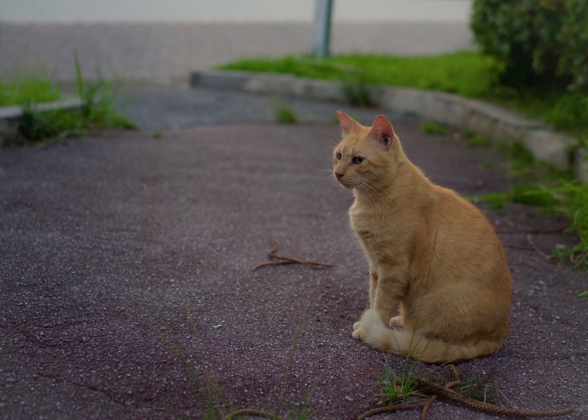 Sony Cyber-shot DSC-RX1 + Sony 35mm F2.0 sample photo