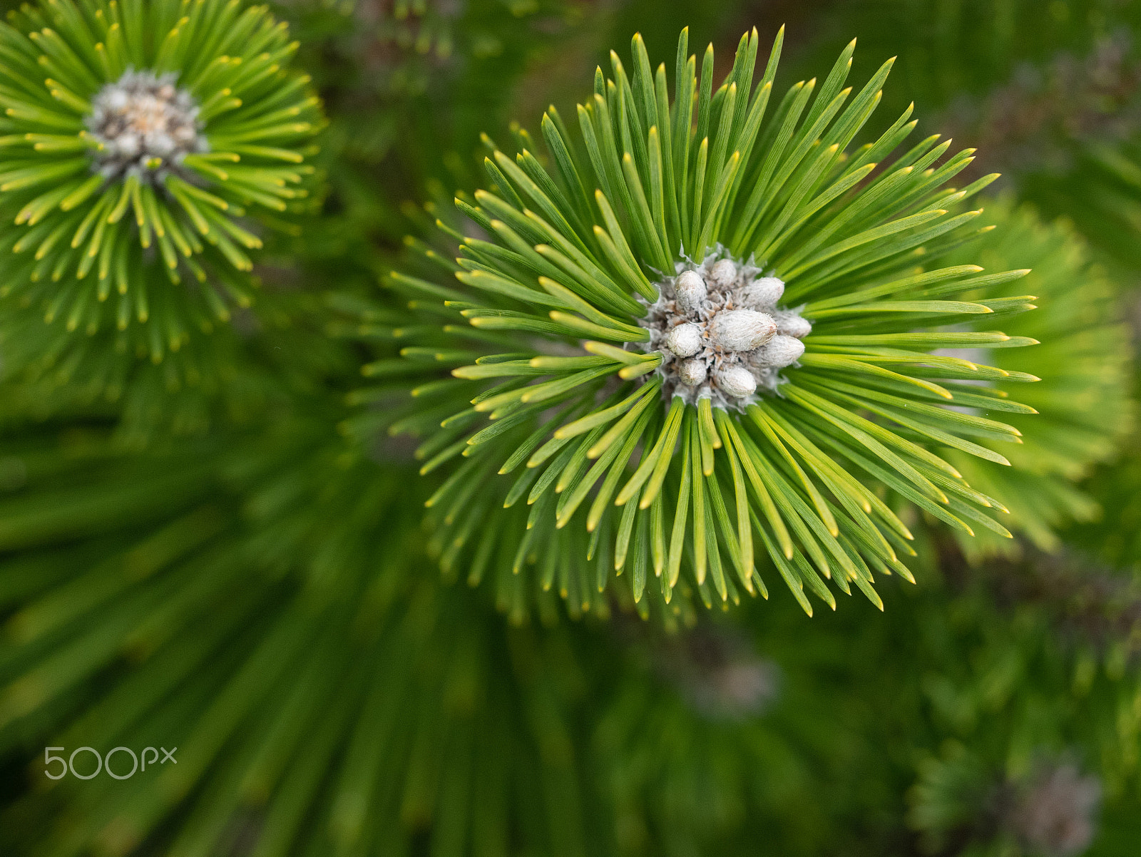 Panasonic DMC-GM1S + Olympus M.Zuiko Digital ED 60mm F2.8 Macro sample photo. Pine photography