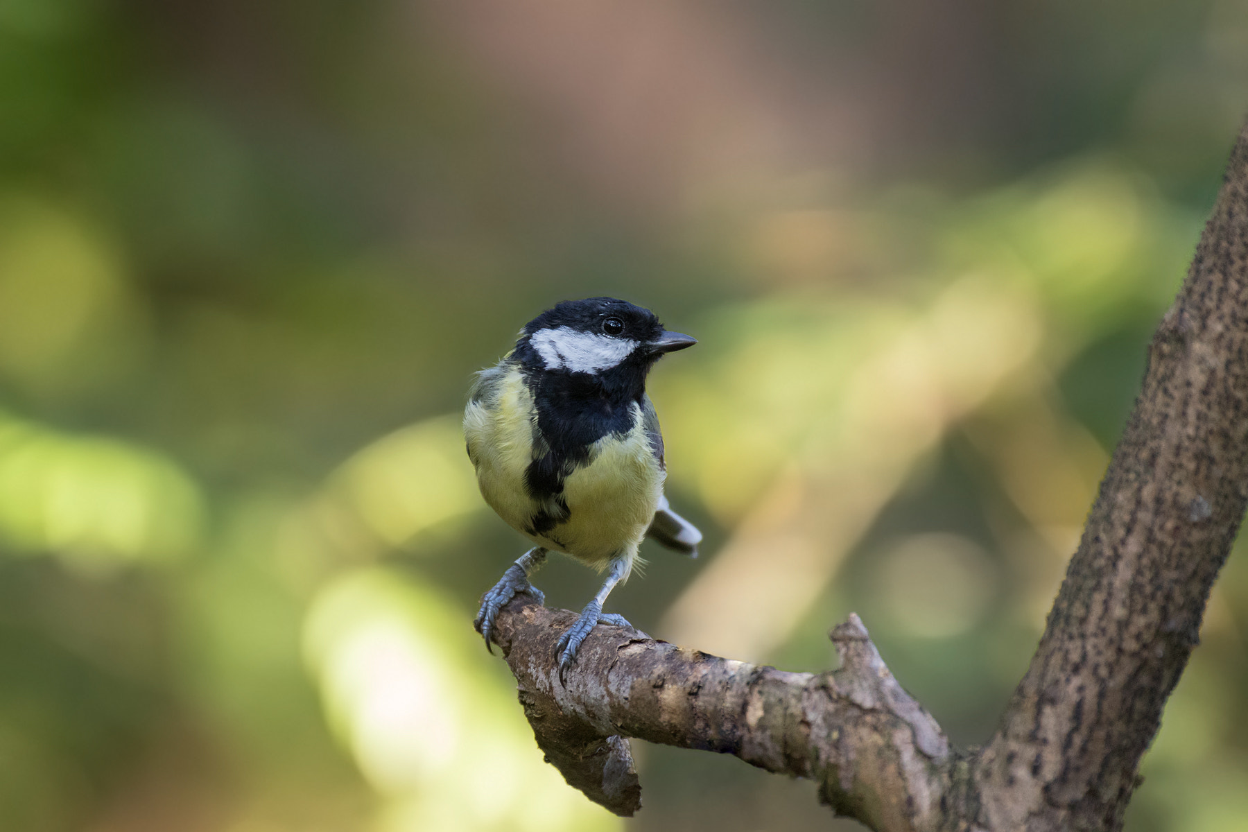 Canon EF 200mm F2.8L II USM sample photo. Great tit photography