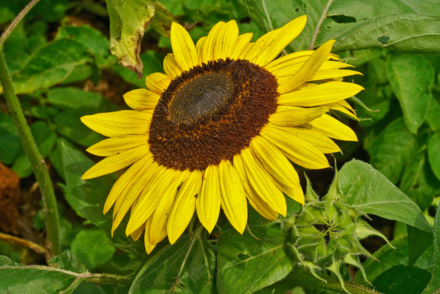 100mm F2.8 SSM sample photo. 1st sunflower photography