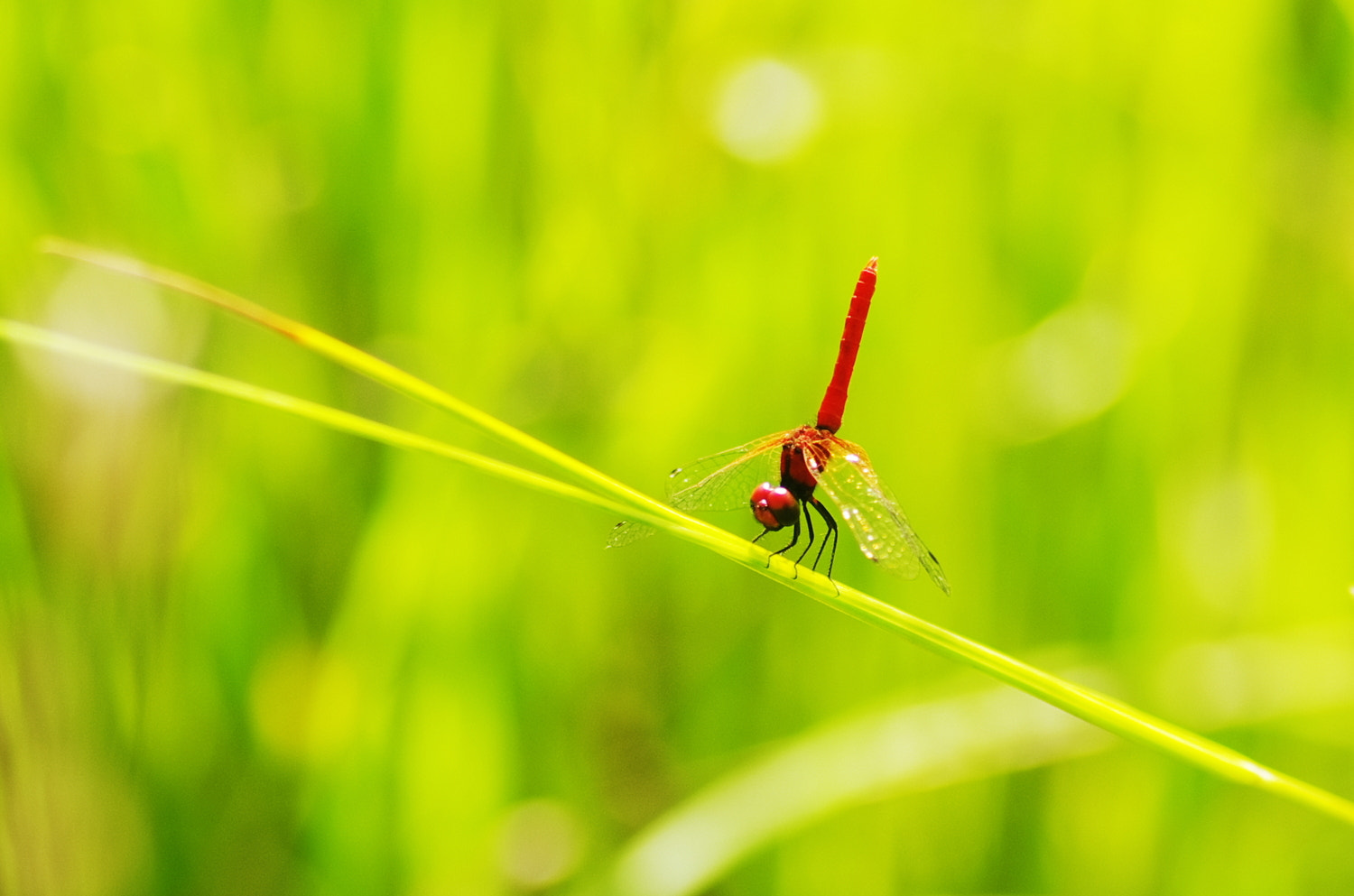 Pentax K-5 + Tamron SP AF 90mm F2.8 Di Macro sample photo. The smallest dragonfly in japan photography