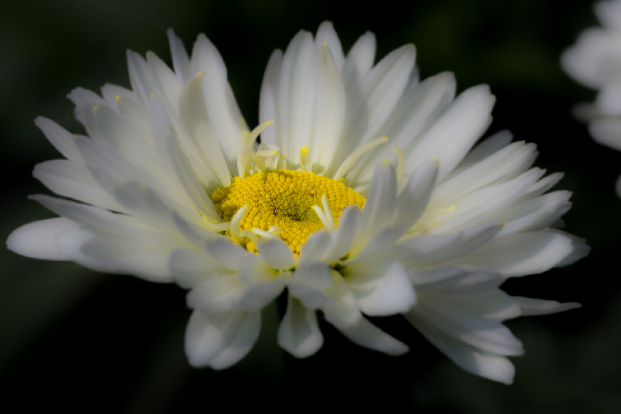 Sony SLT-A77 + Sigma 70-200mm F2.8 EX DG Macro HSM II sample photo. Leucanthemum vulgare. photography