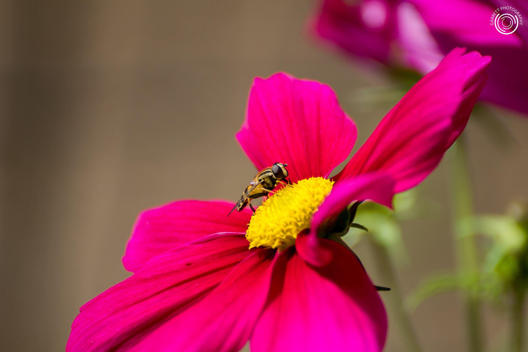 Tamron SP 35mm F1.8 Di VC USD sample photo. Snack time photography