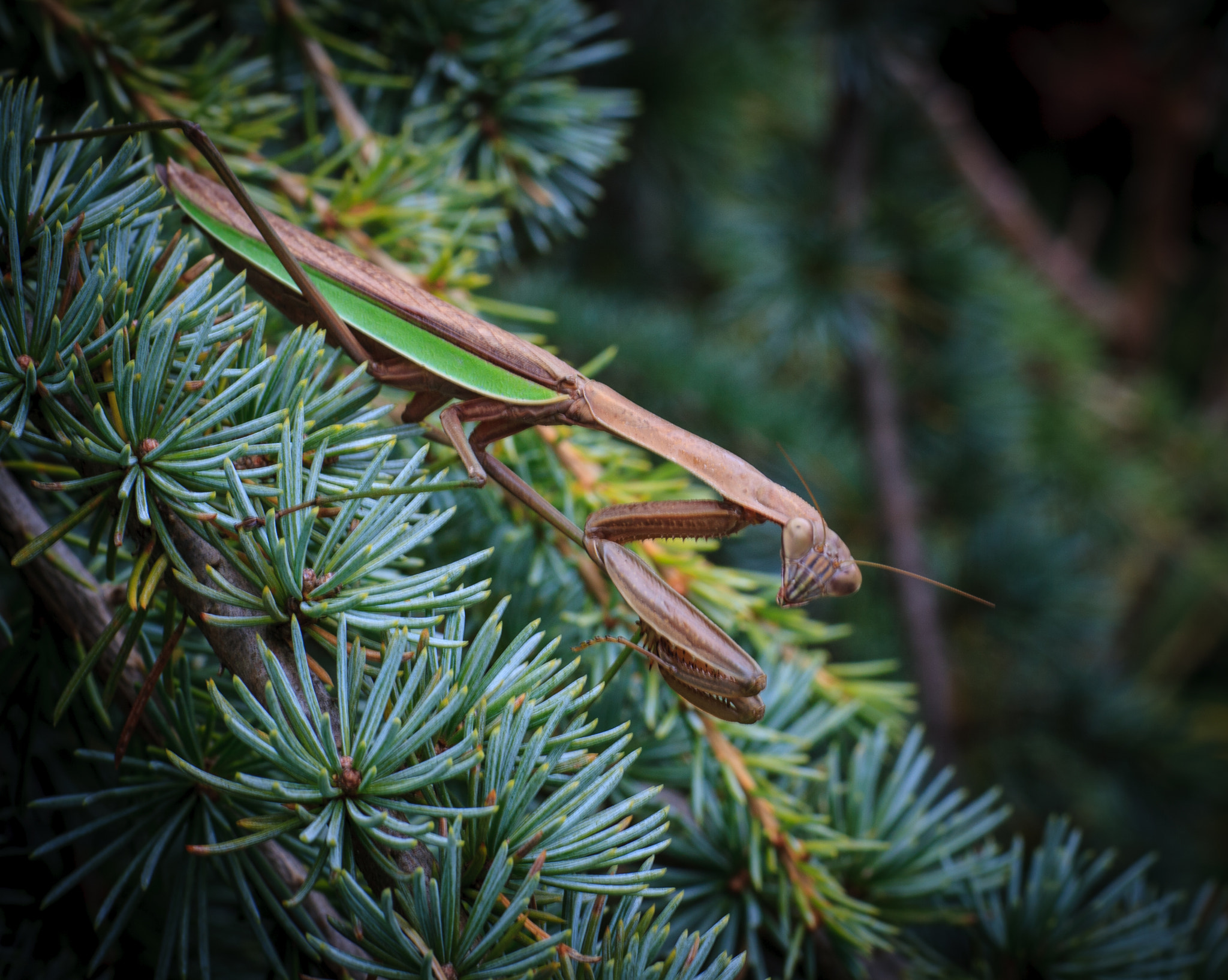 Sigma 70mm F2.8 EX DG Macro sample photo. Cutie in my backyard photography