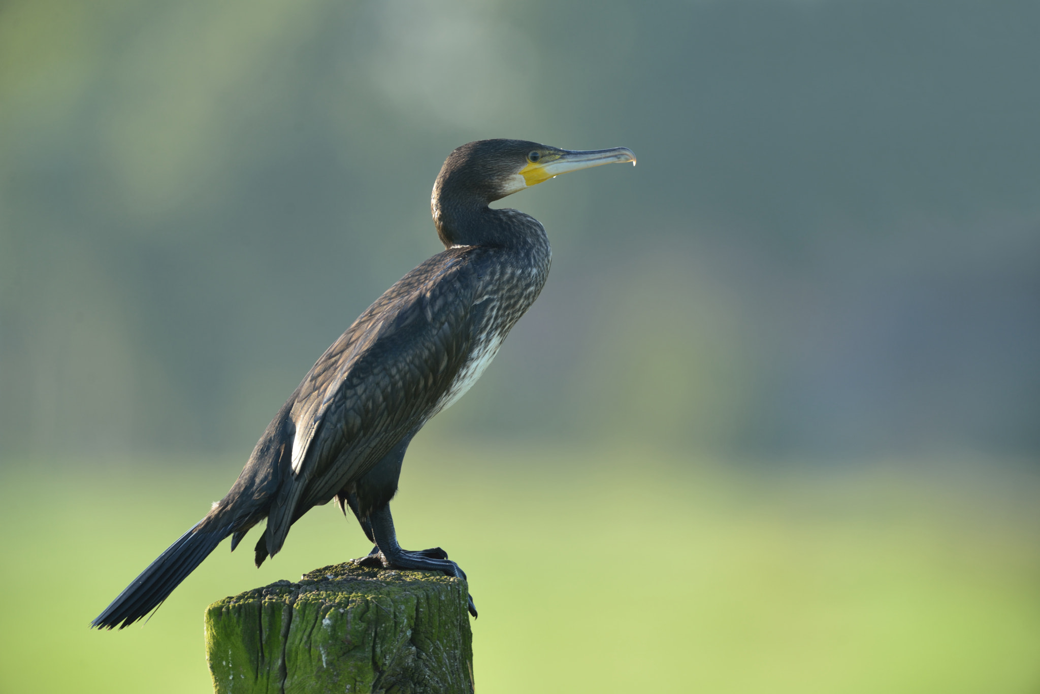 Nikon D600 + Nikon AF-S Nikkor 500mm F4G ED VR sample photo. Aalscholver photography