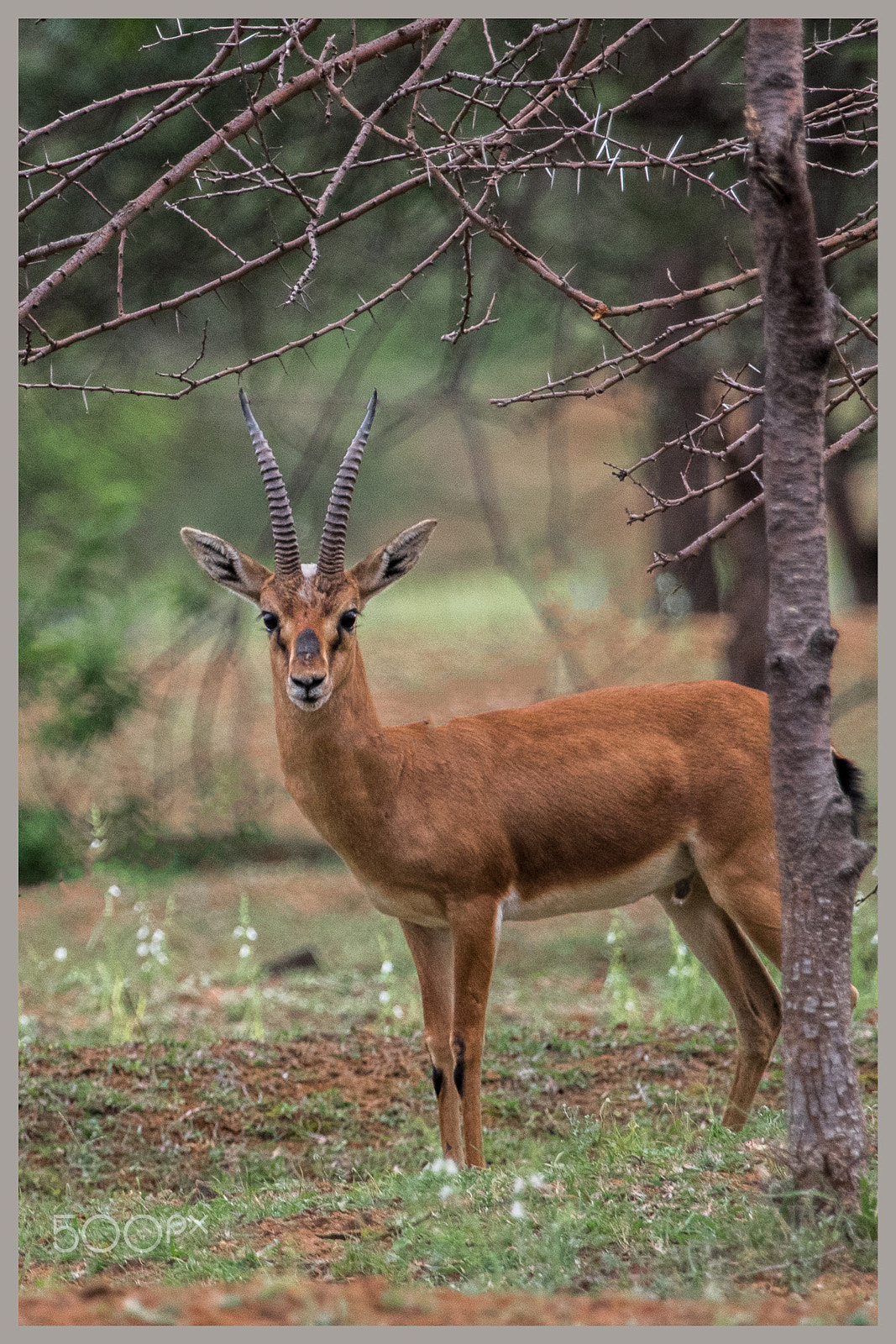 Canon EF 100-400mm F4.5-5.6L IS USM sample photo. Thorny throne photography
