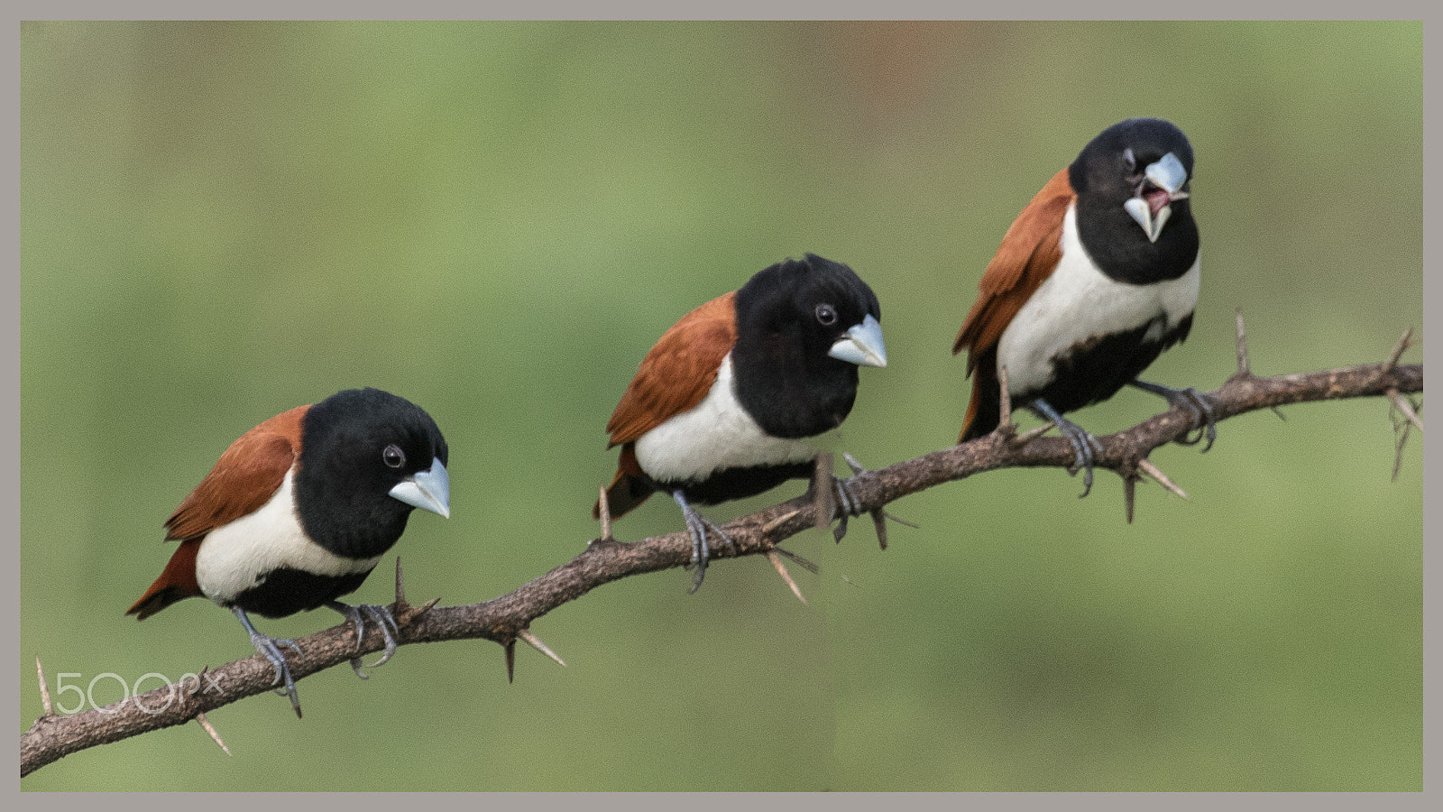 Canon EF 100-400mm F4.5-5.6L IS USM sample photo. Tri colour scape photography