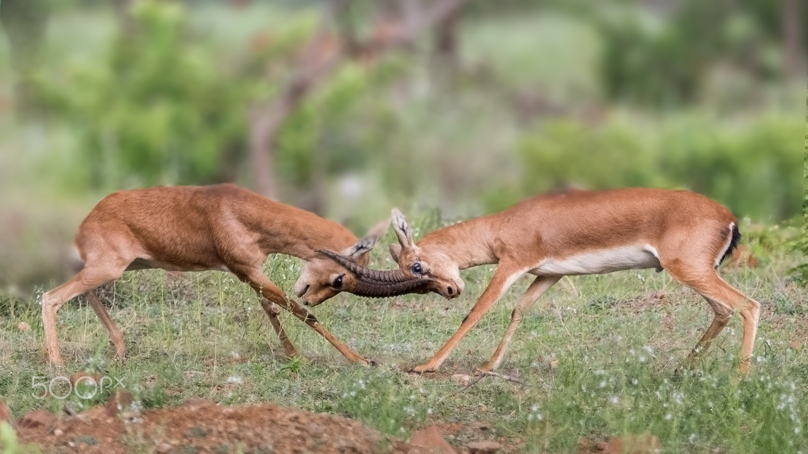 Canon EOS 7D Mark II + Canon EF 100-400mm F4.5-5.6L IS USM sample photo. Horns locked photography