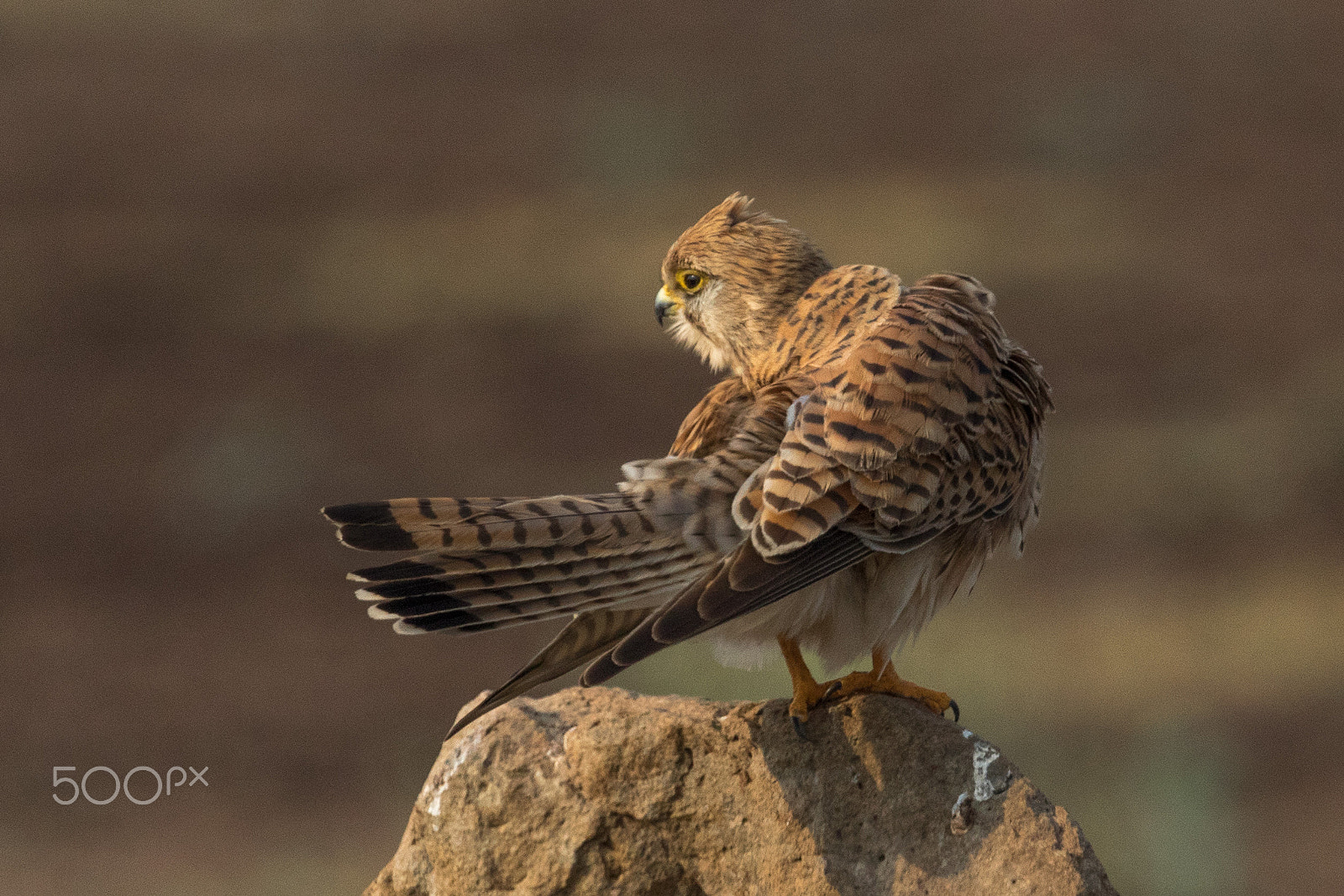 Canon EF 100-400mm F4.5-5.6L IS USM sample photo. Kestrel preening photography